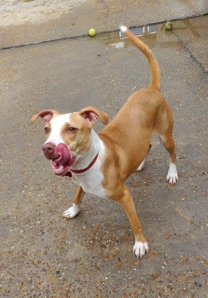 Enlarge Martini IN FOSTER, a Adoptable mixed breed in New Orleans, LA image 3/3