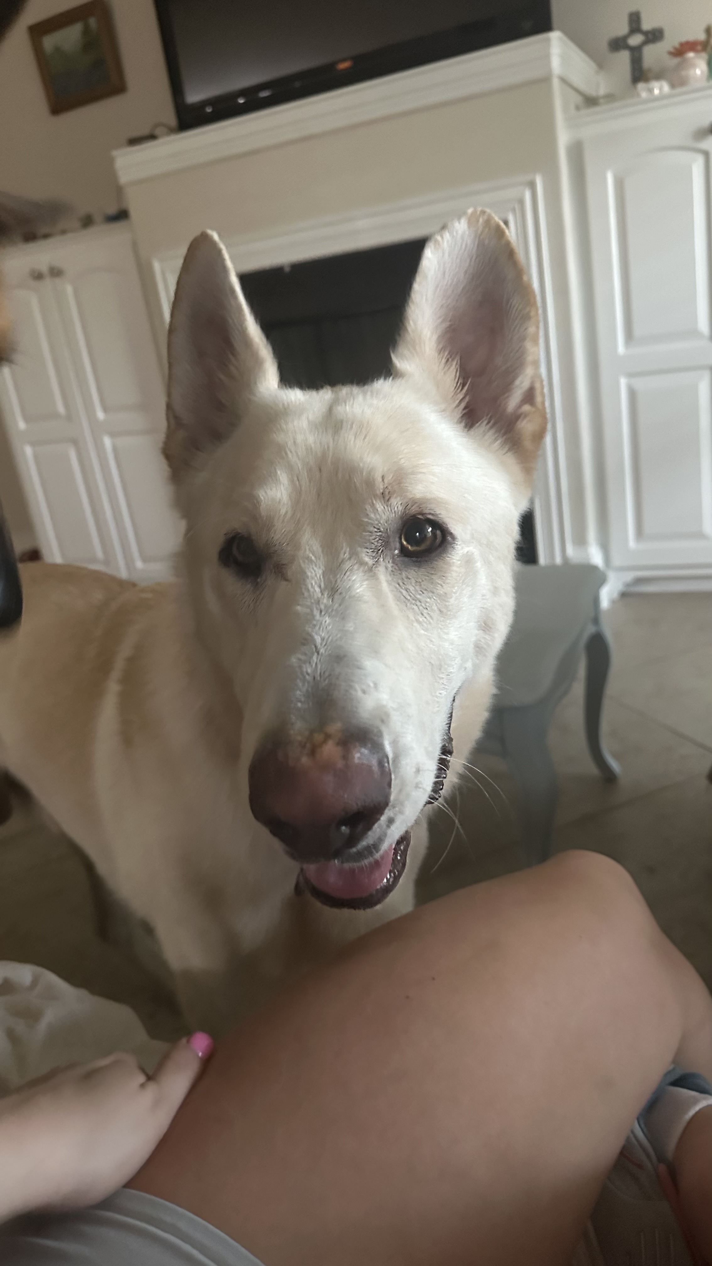 Dog for adoption Oso A Gentle Gentleman!, a German Shepherd Dog Mix