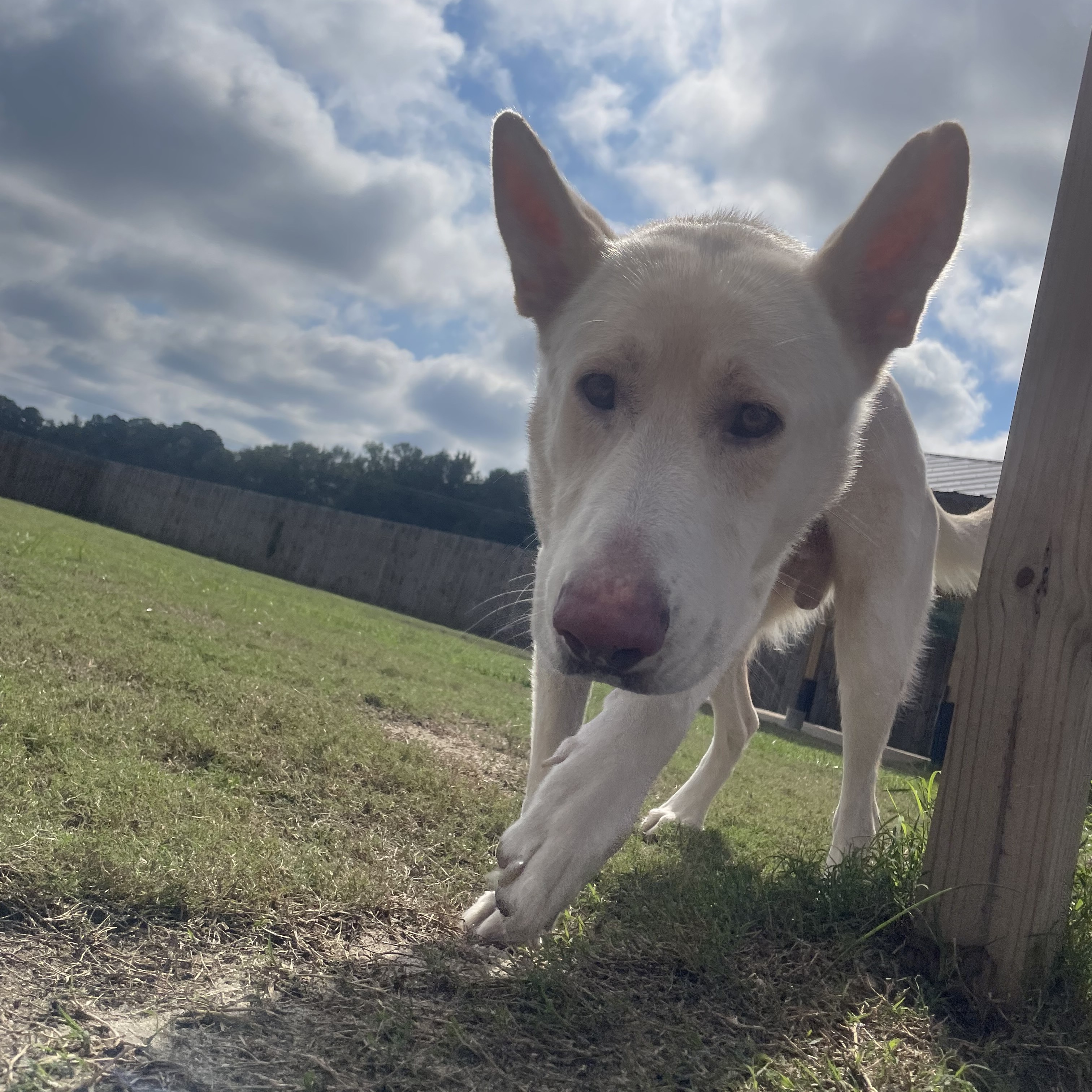 Dog for adoption Oso A Gentle Gentleman!, a German Shepherd Dog Mix