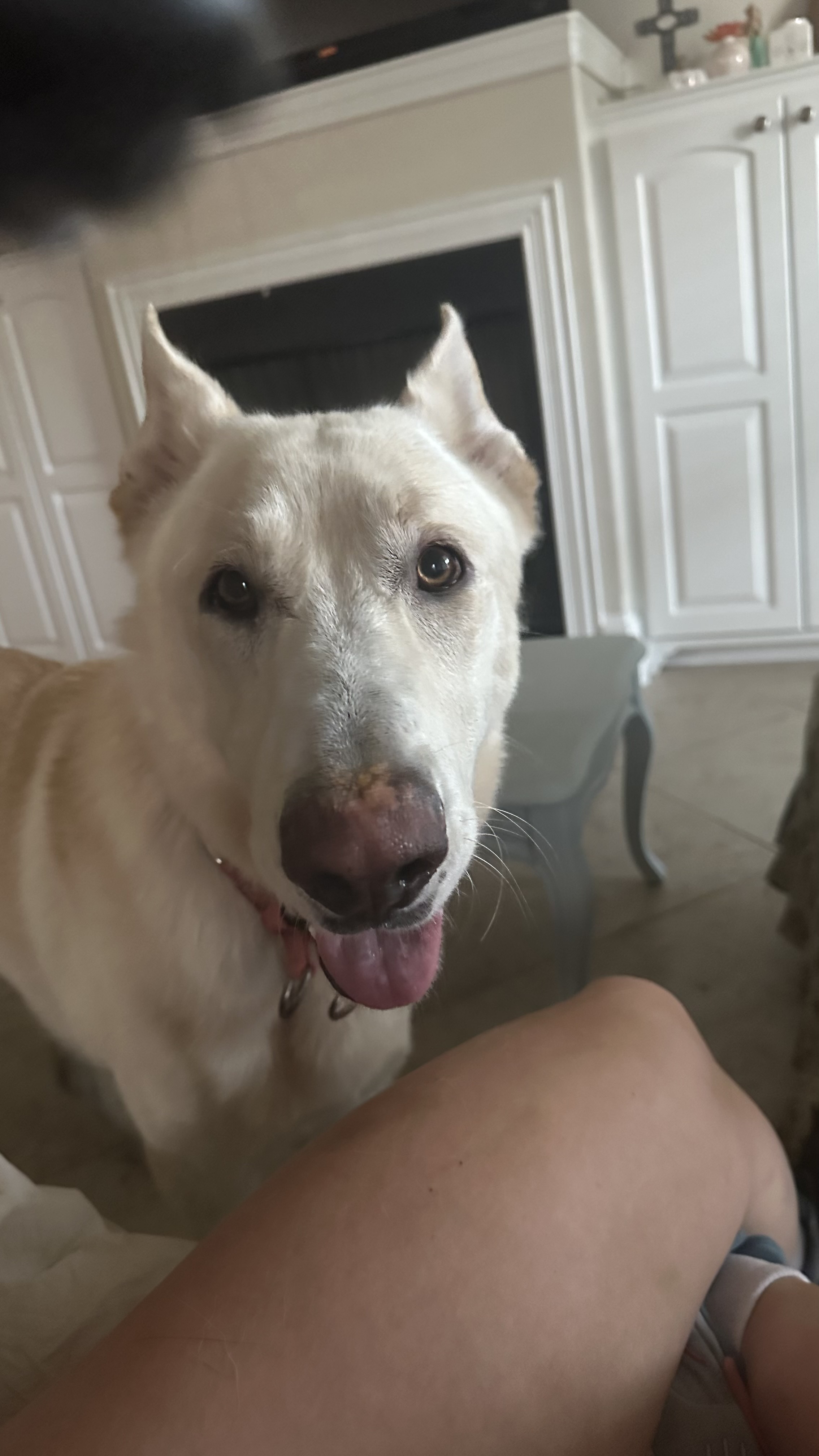 Dog for adoption Oso A Gentle Gentleman!, a German Shepherd Dog Mix