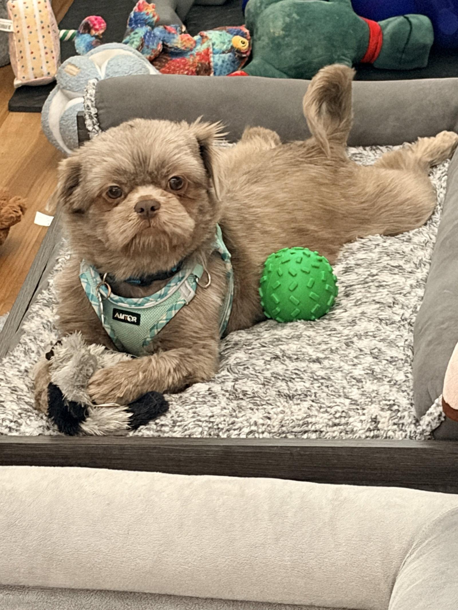 Matilda-ARR, Adopted, Young Female Shih Tzu.