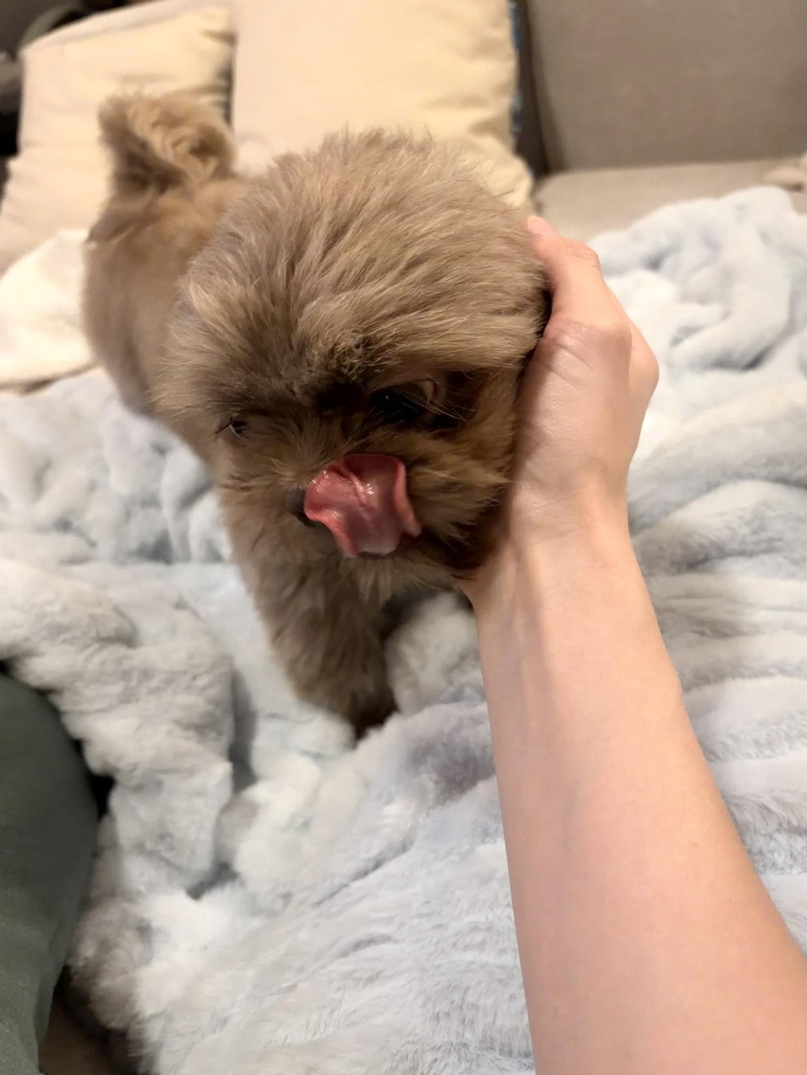 Enlarge Matilda-ARR, a Adopted Shih Tzu in Pataskala, OH image 3/3