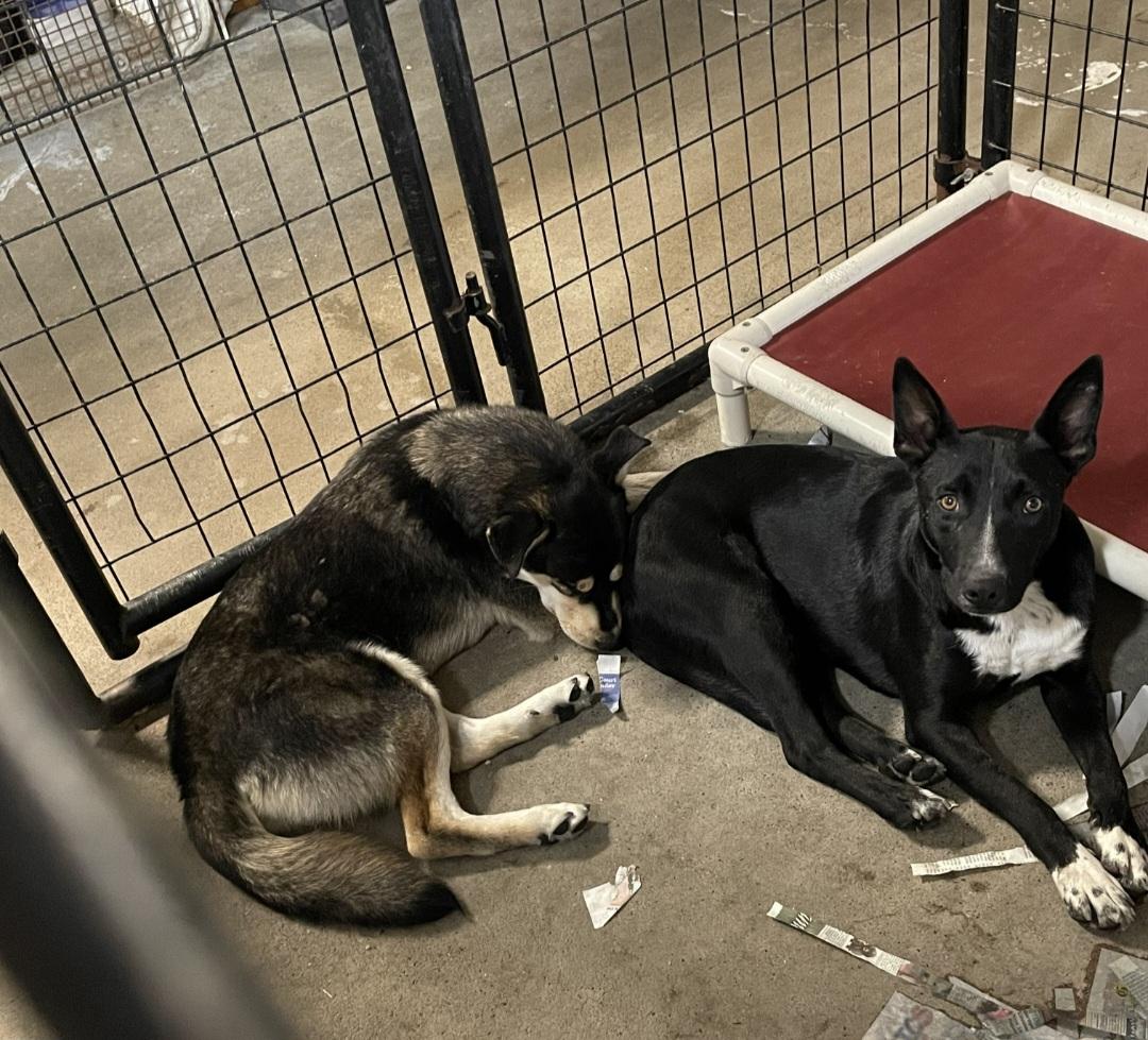 T-Four, an adoptable Border Collie in Billings, MT, 59101 | Photo Image 3