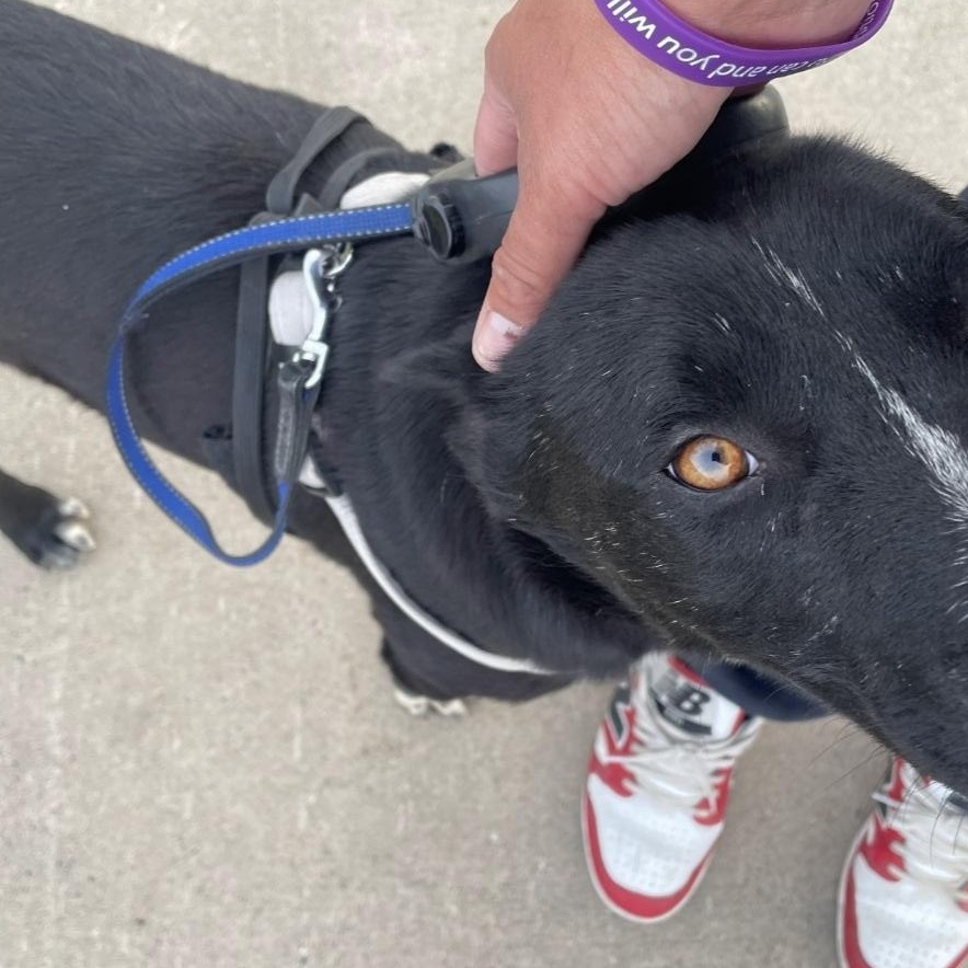T-Four, a Adoptable Border Collie in Billings, MT image 5/6