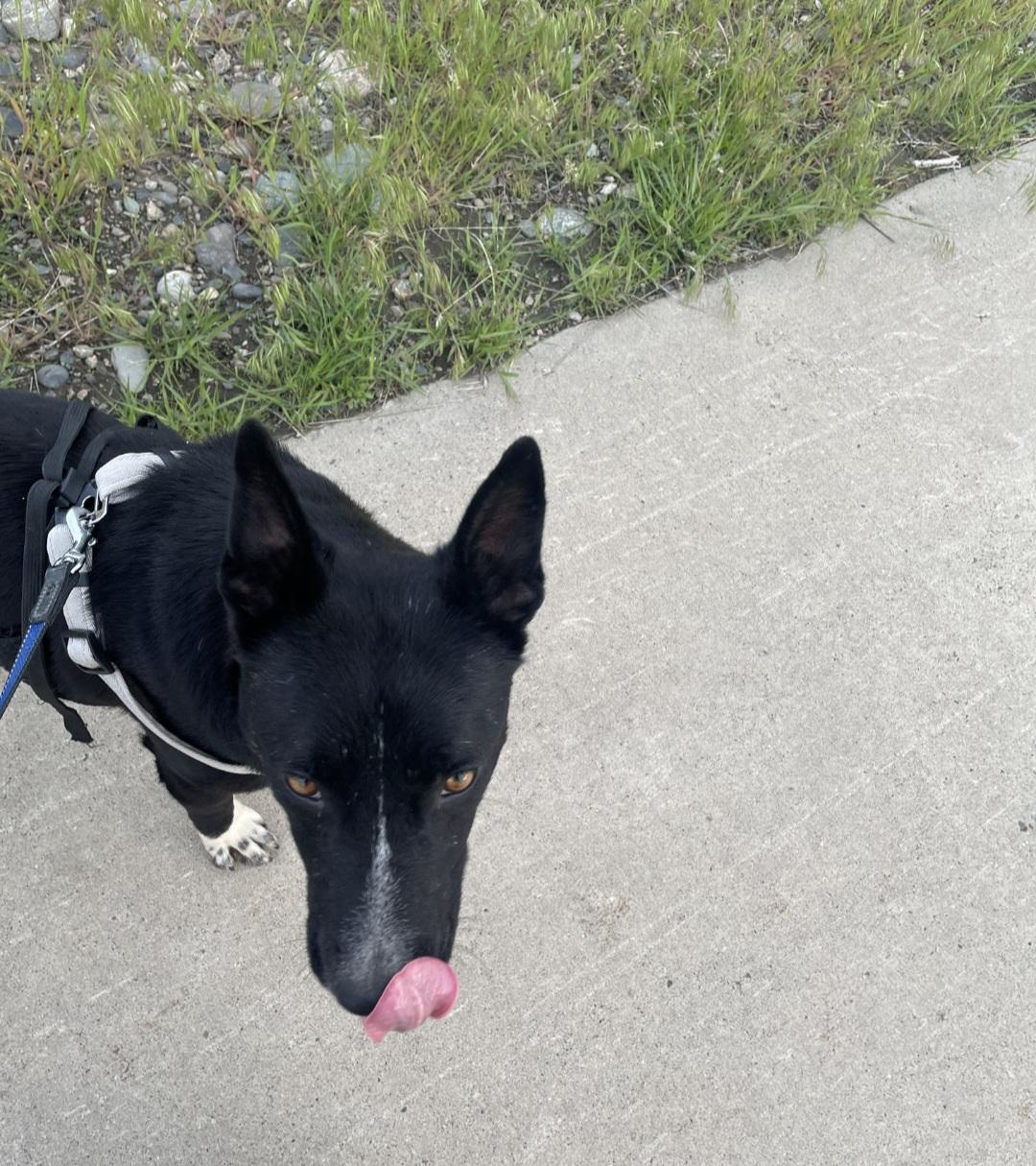 T-Four, an adoptable Border Collie in Billings, MT, 59101 | Photo Image 5