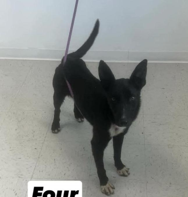 T-Four, an adoptable Border Collie in Billings, MT, 59101 | Photo Image 2
