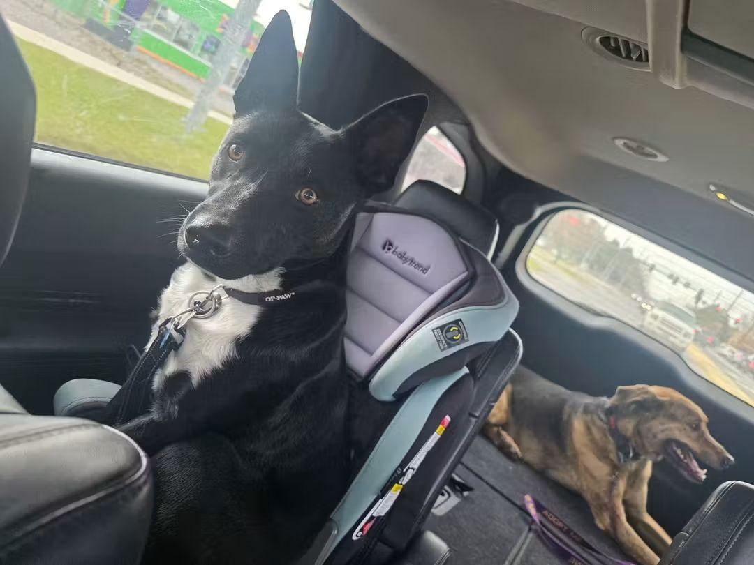 T-Four, a Adoptable Border Collie in Billings, MT image 1/6