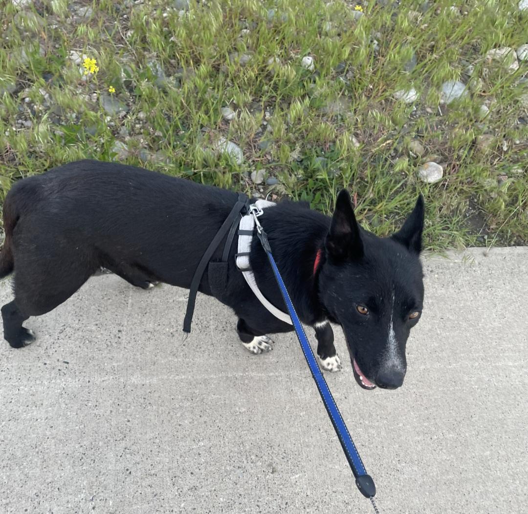 T-Four, an adoptable Border Collie in Billings, MT, 59101 | Photo Image 3