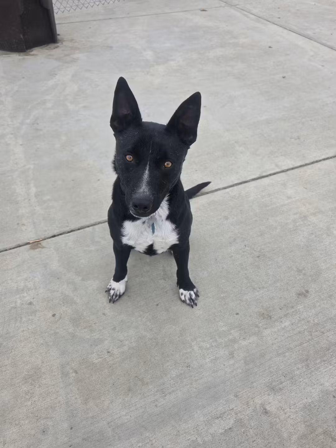 T-Four, an adoptable Border Collie in Billings, MT, 59101 | Photo Image 1