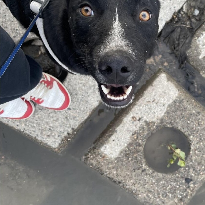 T-Four, Adoptable, Adult Male Border Collie.