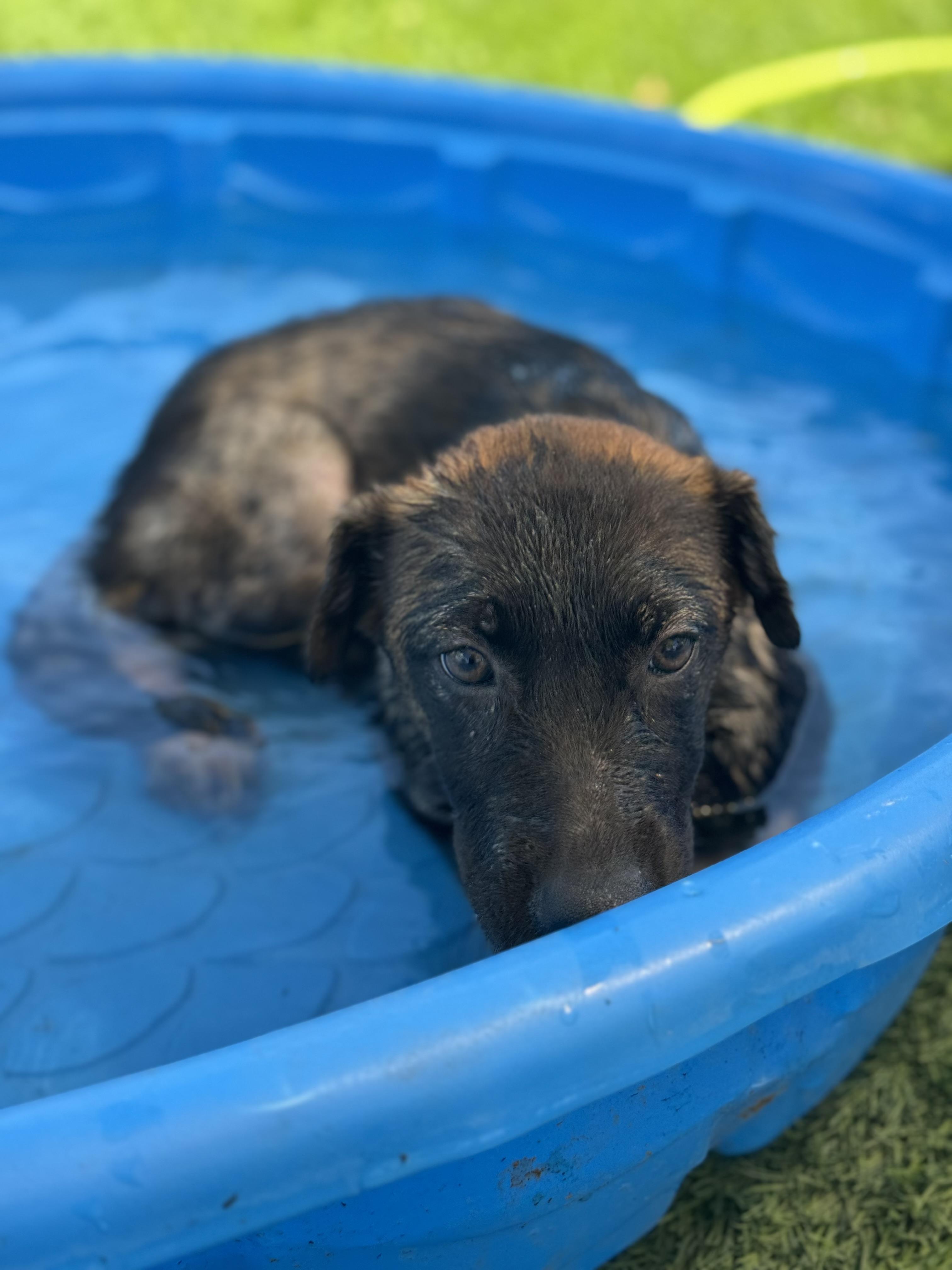 Enlarge Everest, a Adoptable mixed breed in Williston, VT image 3/4