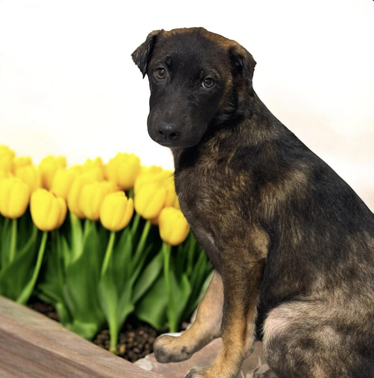 Enlarge Everest, a Adoptable mixed breed in Williston, VT image 2/4