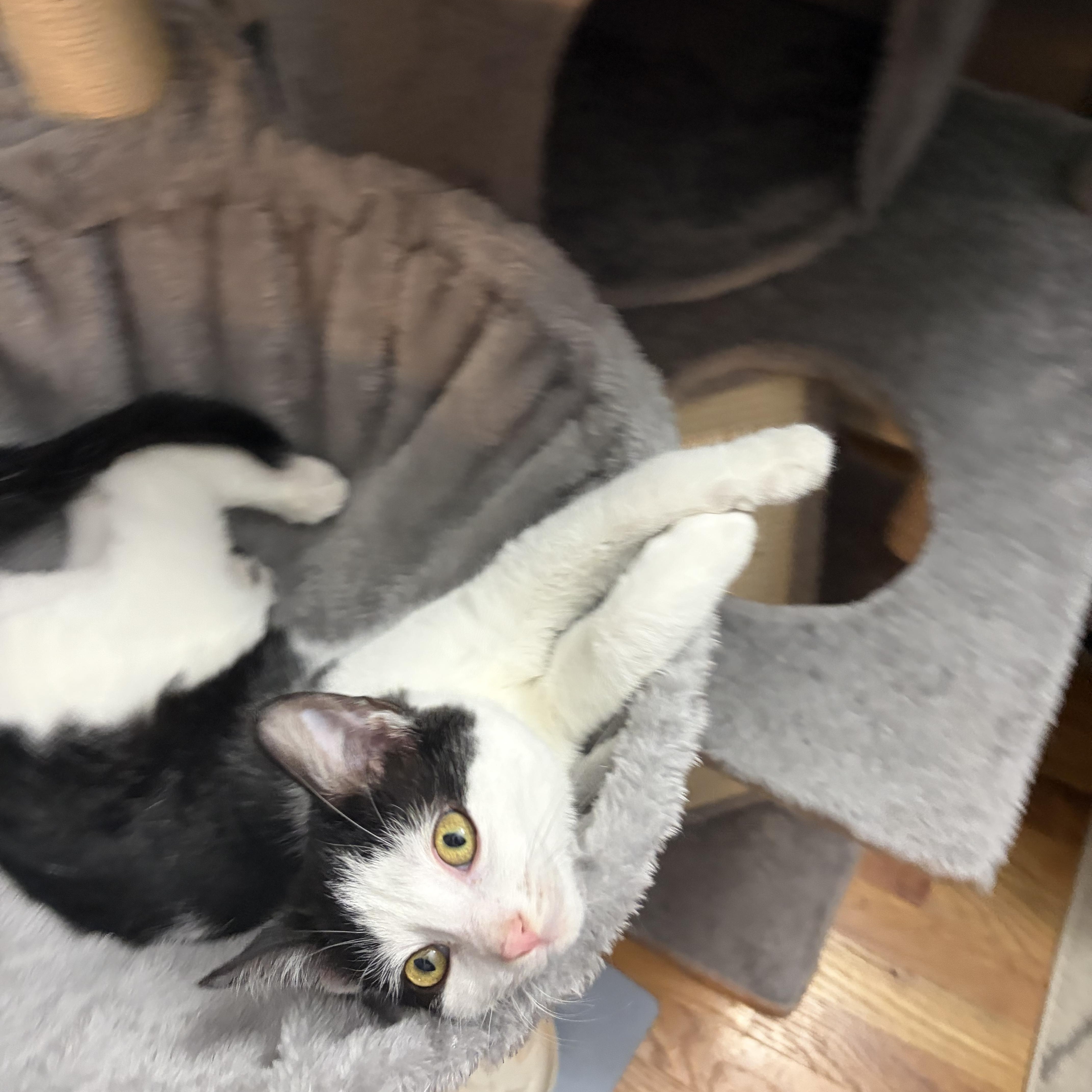 Enlarge Kass, an adopted Domestic Short Hair in Campbellsville, KY image 3/6