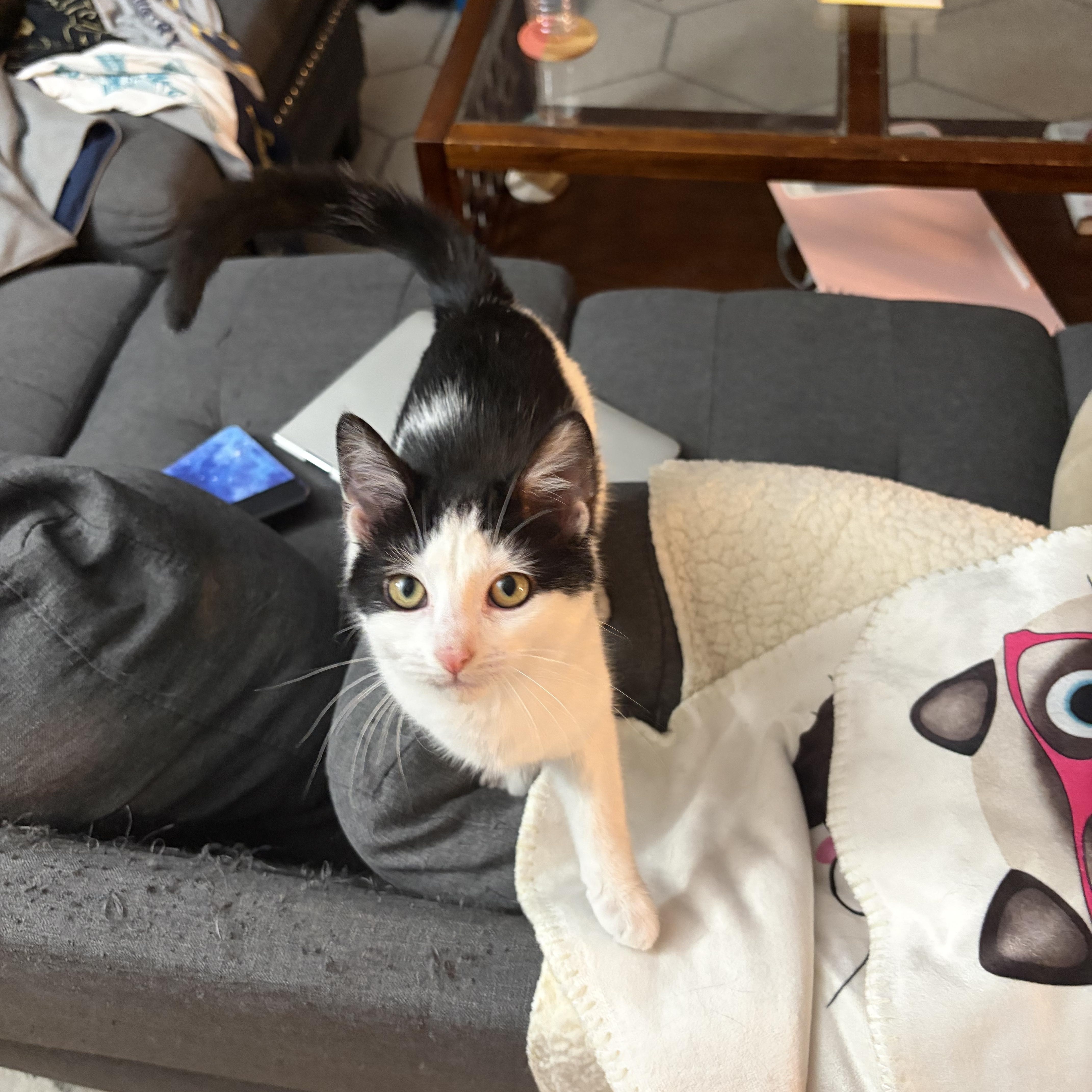 Enlarge Kass, an adopted Domestic Short Hair in Campbellsville, KY image 5/6