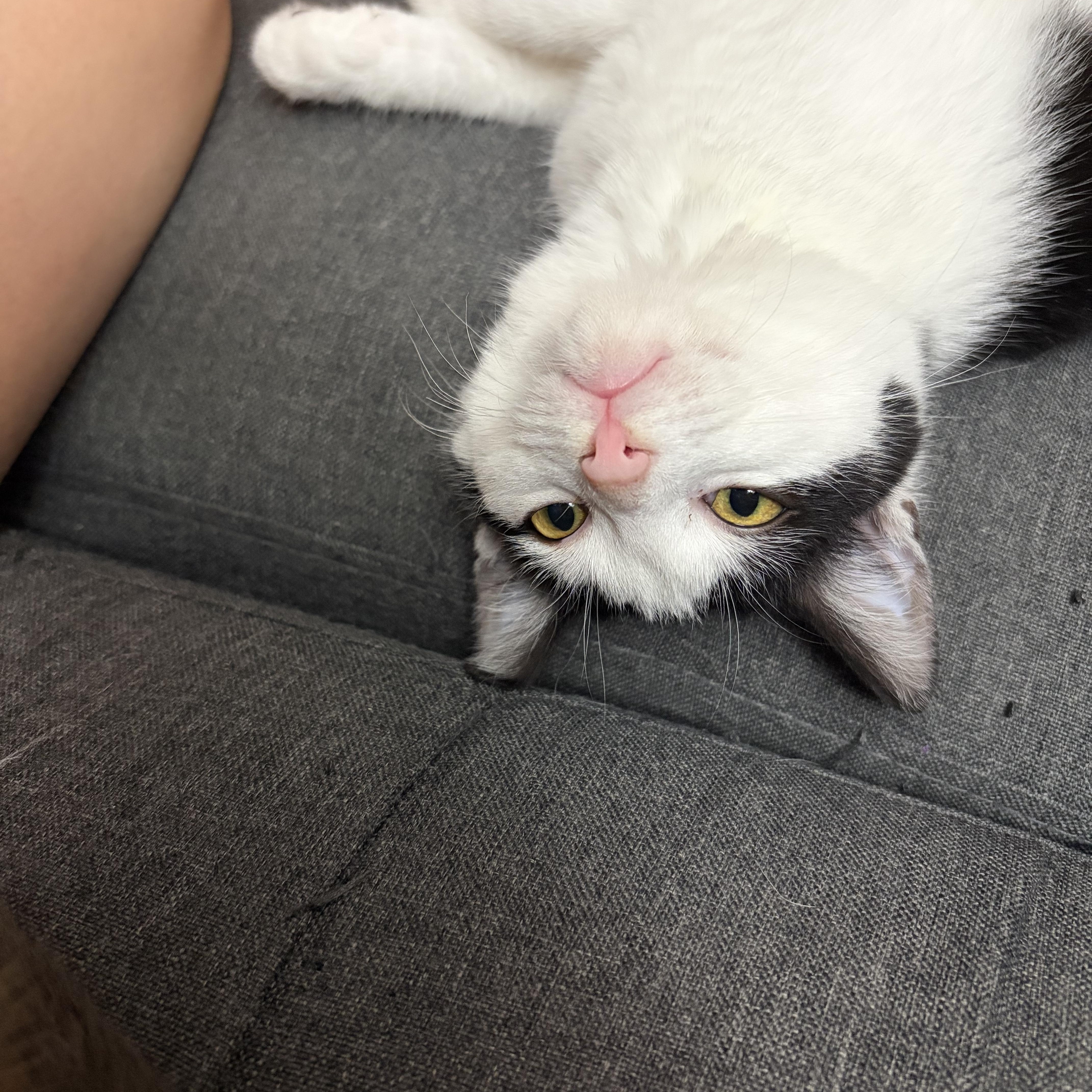 Enlarge Kass, an adopted Domestic Short Hair in Campbellsville, KY image 2/6