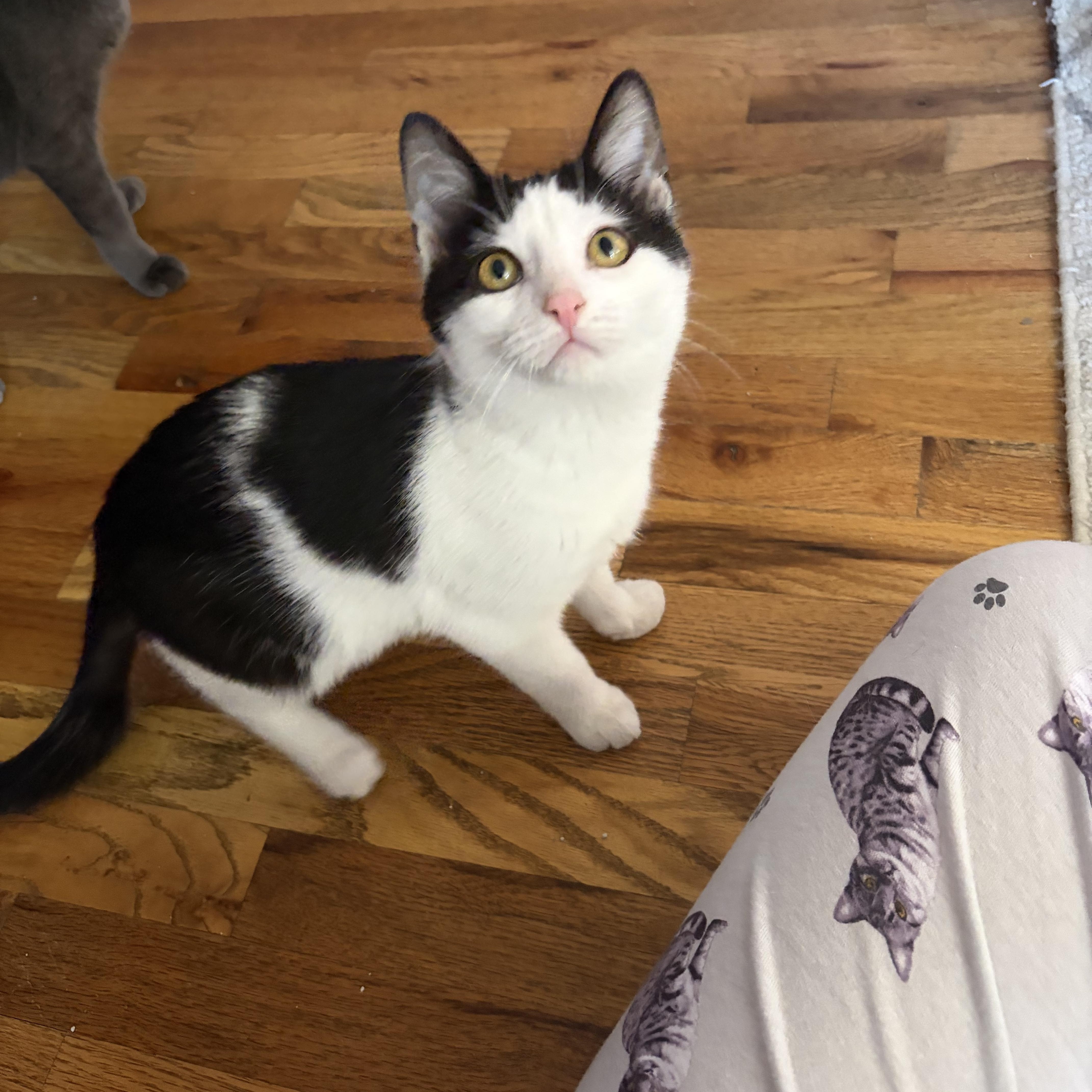 Enlarge Kass, an adopted Domestic Short Hair in Campbellsville, KY image 1/6