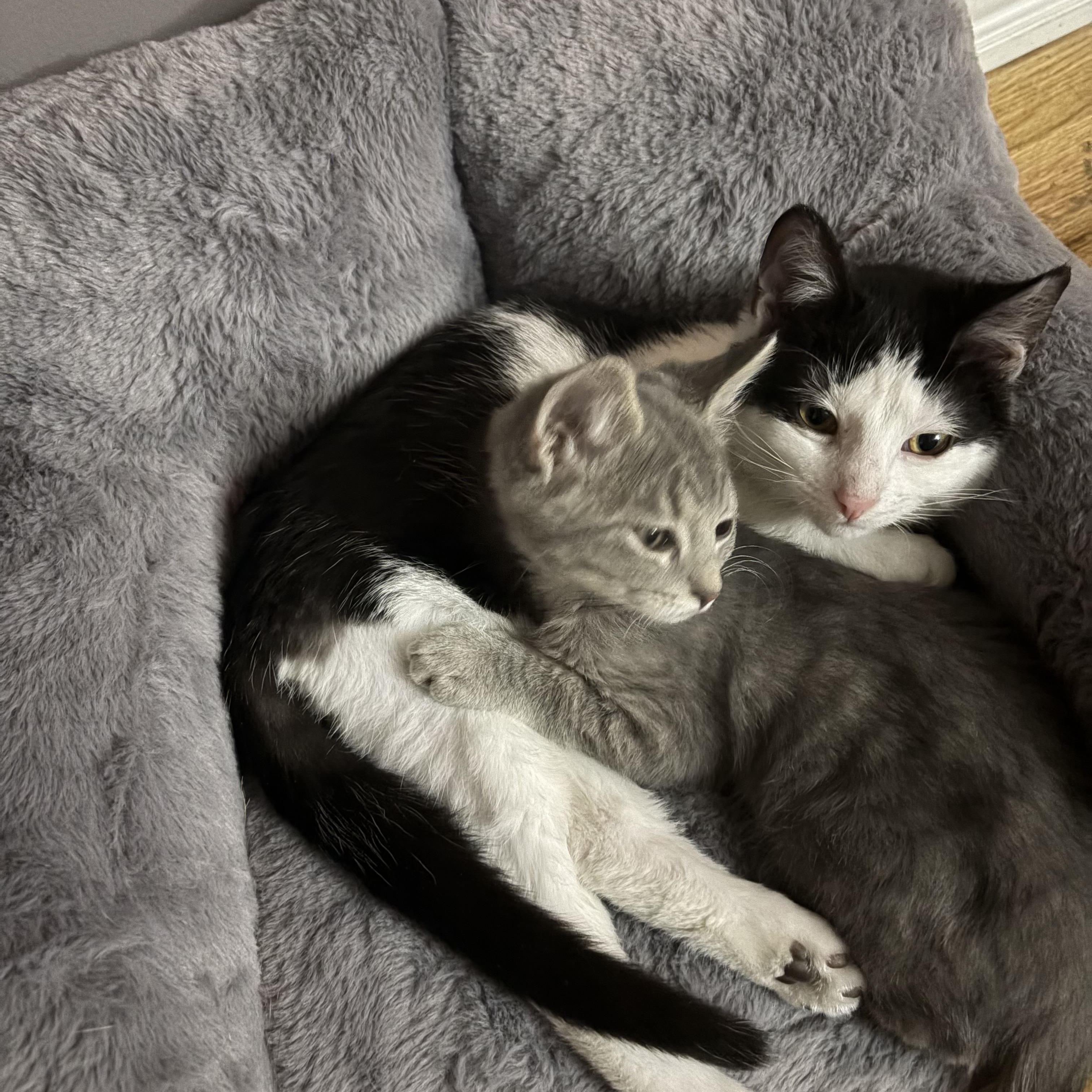 Enlarge Kass, an adopted Domestic Short Hair in Campbellsville, KY image 6/6