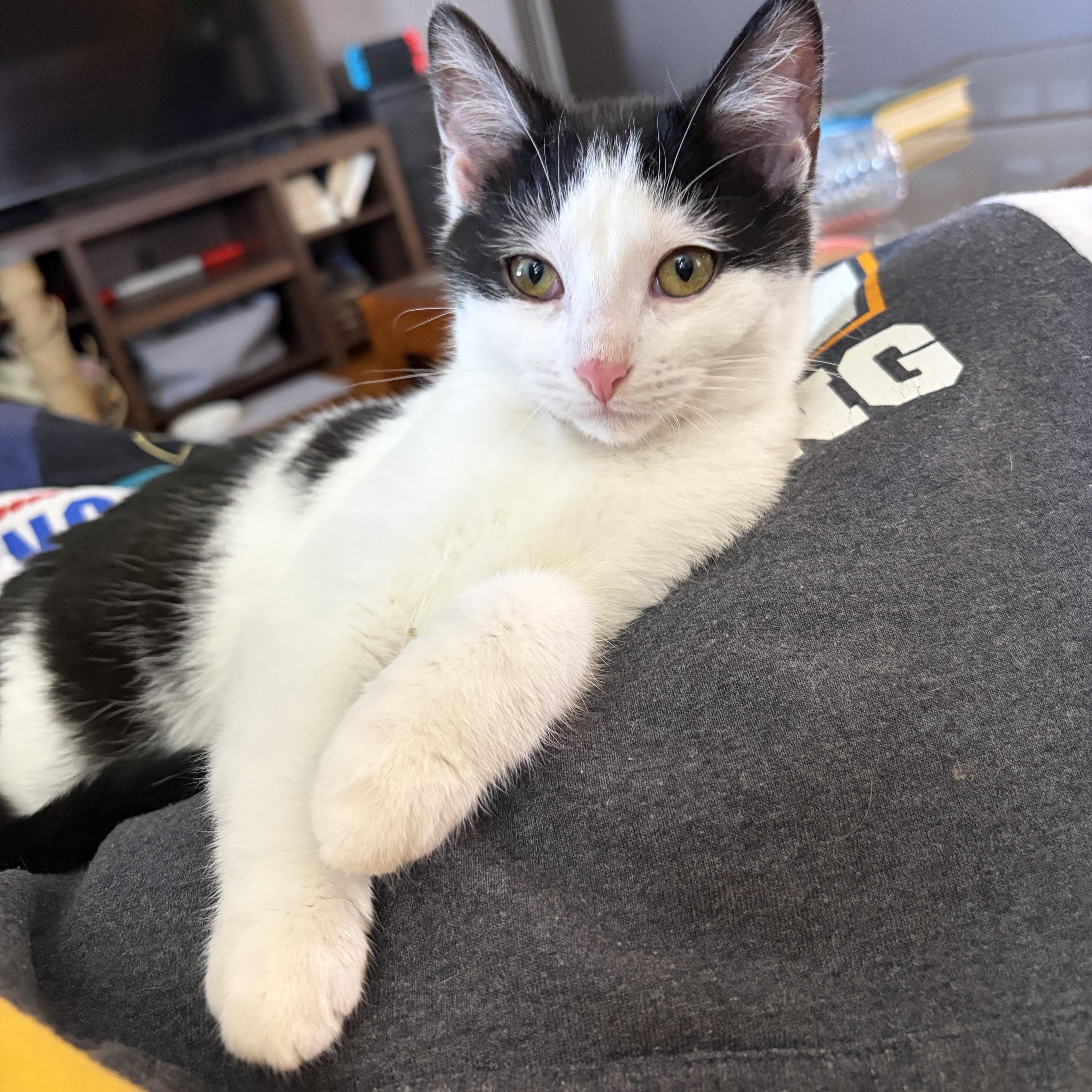 Enlarge Kass, an adopted Domestic Short Hair in Campbellsville, KY image 4/6