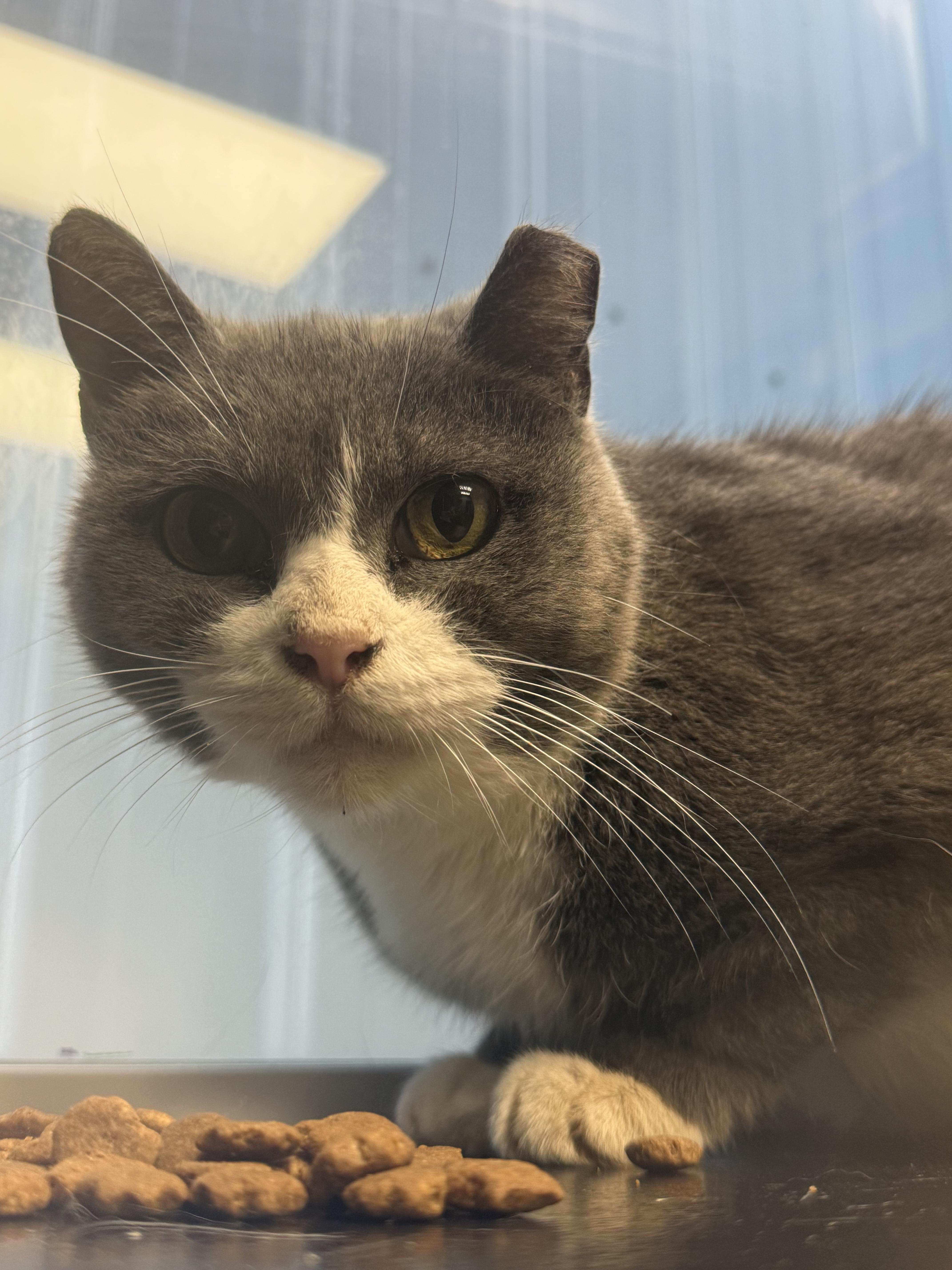 Boots, Adoptable, Senior Female Domestic Short Hair.