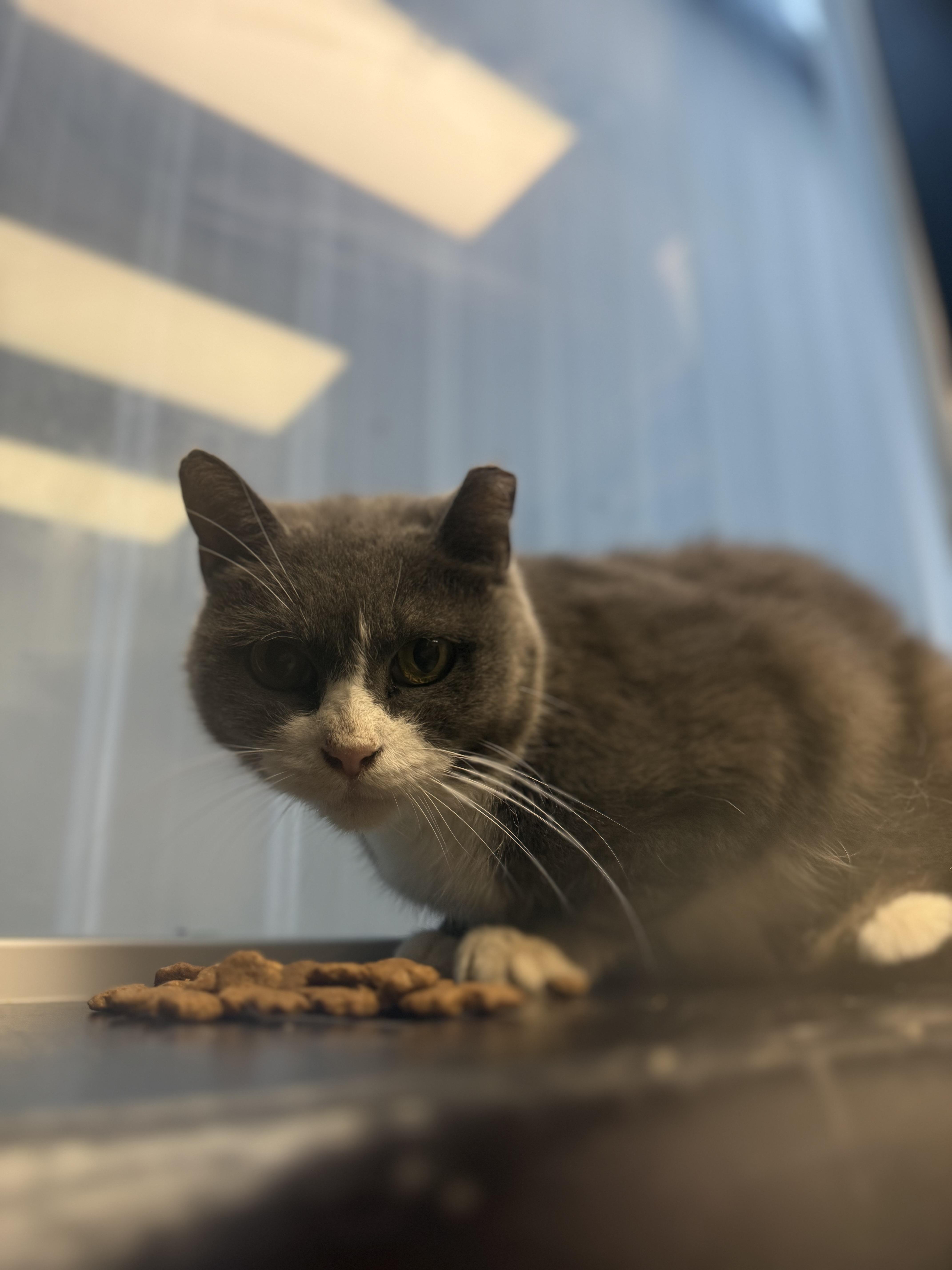 Enlarge Boots, a Adoptable Domestic Short Hair in Fertile, MN image 2/2
