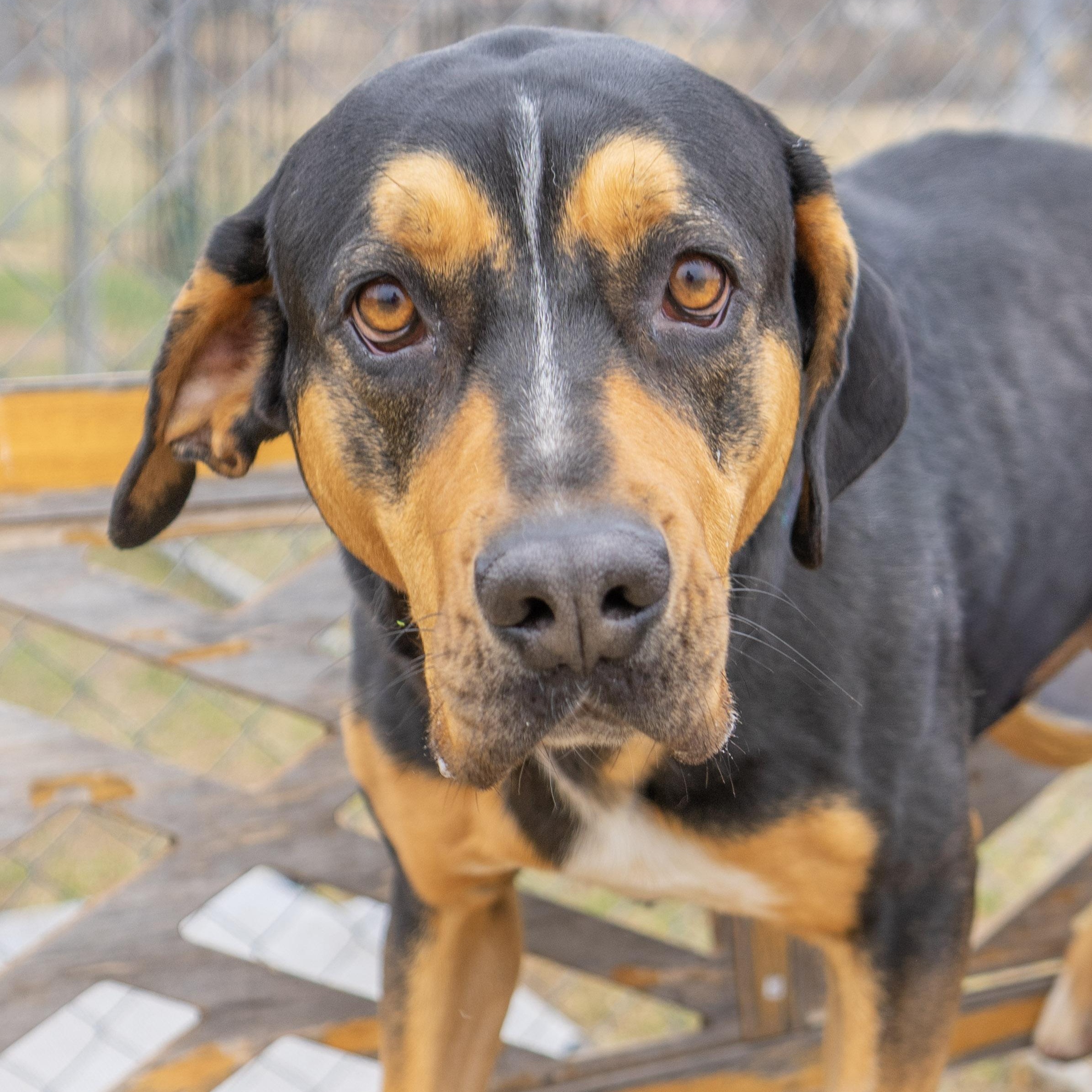 Enlarge Indica Mae, a ADOPTABLE mixed breed in Rapid City, SD image 1/6