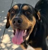 Indica Mae, ADOPTABLE, Young Female Coonhound.