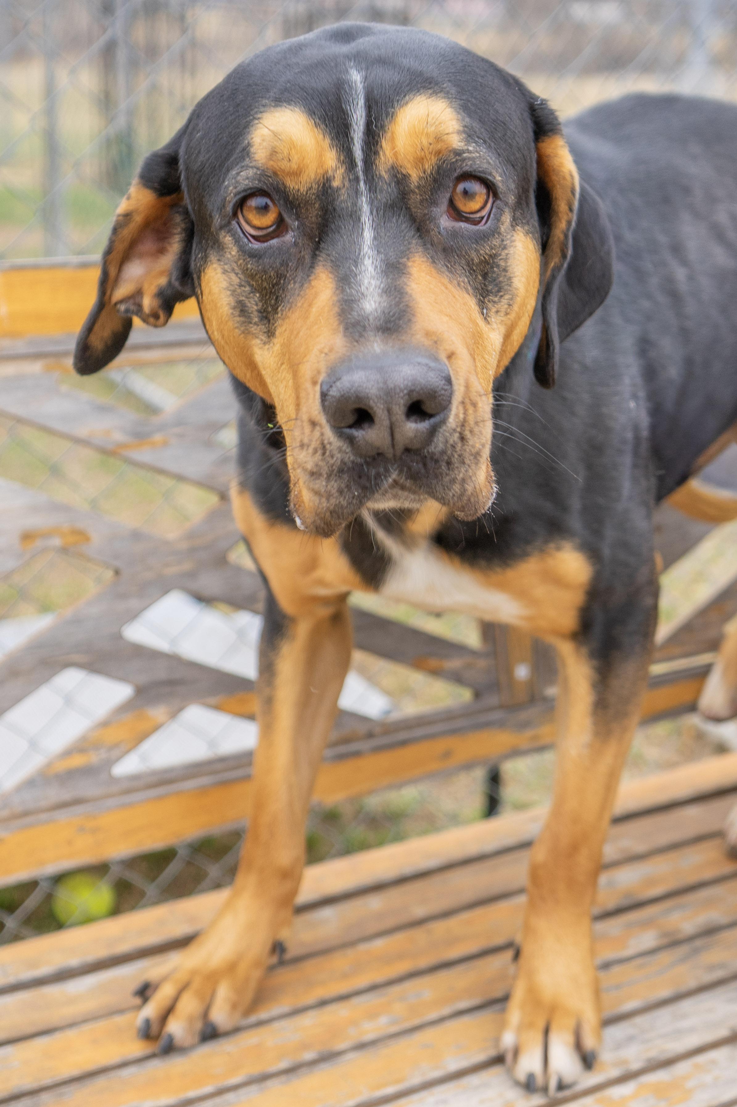 Enlarge Indica Mae, a ADOPTABLE mixed breed in Rapid City, SD image 6/6