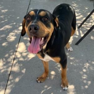 Indica Mae, ADOPTABLE, Young Female Coonhound.