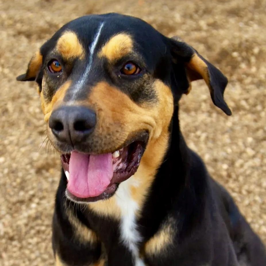 Indica Mae, ADOPTABLE, Young Female Coonhound.