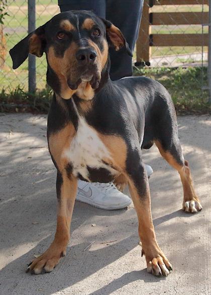 Indica Mae, a ADOPTABLE mixed breed in Rapid City, SD image 3/5