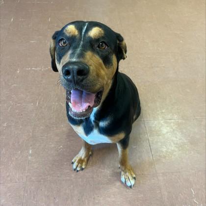 Indica Mae, a ADOPTABLE mixed breed in Rapid City, SD image 4/5