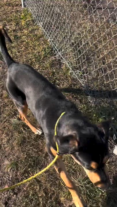 Enlarge Indica Mae, a ADOPTABLE mixed breed in Rapid City, SD video 5/5