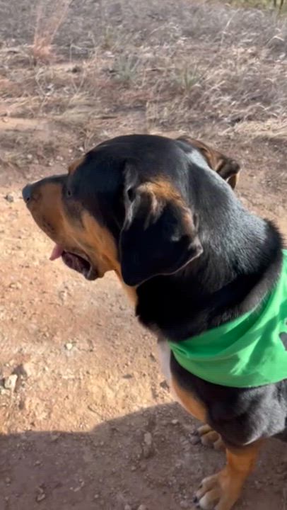 Enlarge Indica Mae, a ADOPTABLE mixed breed in Rapid City, SD video 2/5