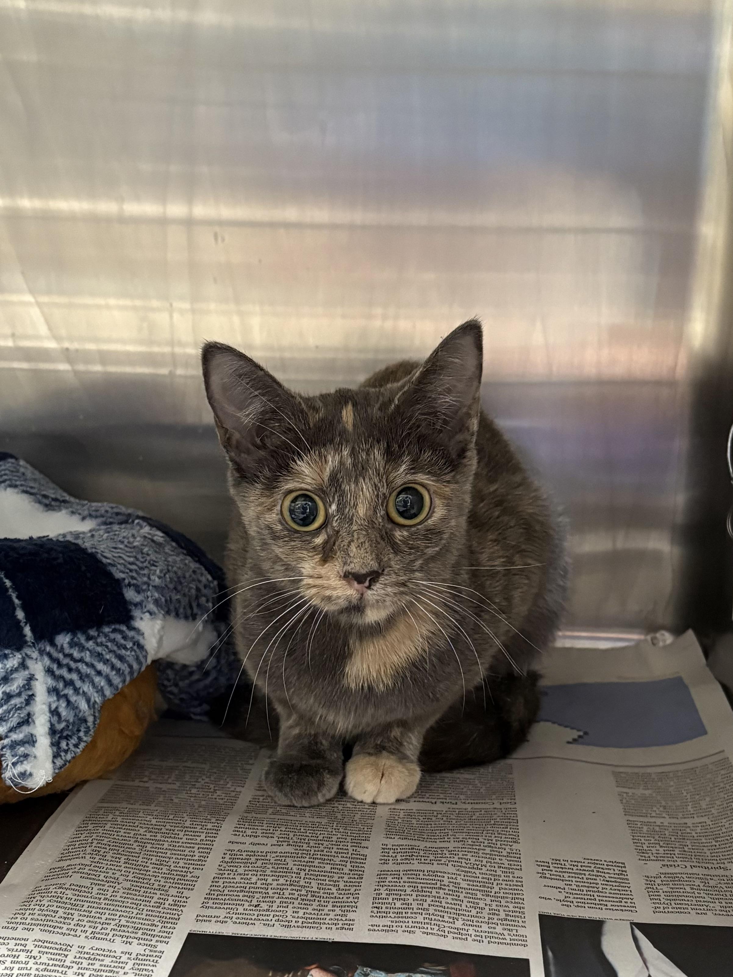 Enlarge Friday, a ADOPTABLE Domestic Short Hair in Cullowhee, NC image 1/1