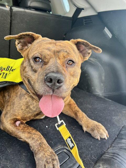 Enlarge Spudnik, a Adoptable Pit Bull Terrier in Elk Grove, CA image 1/1