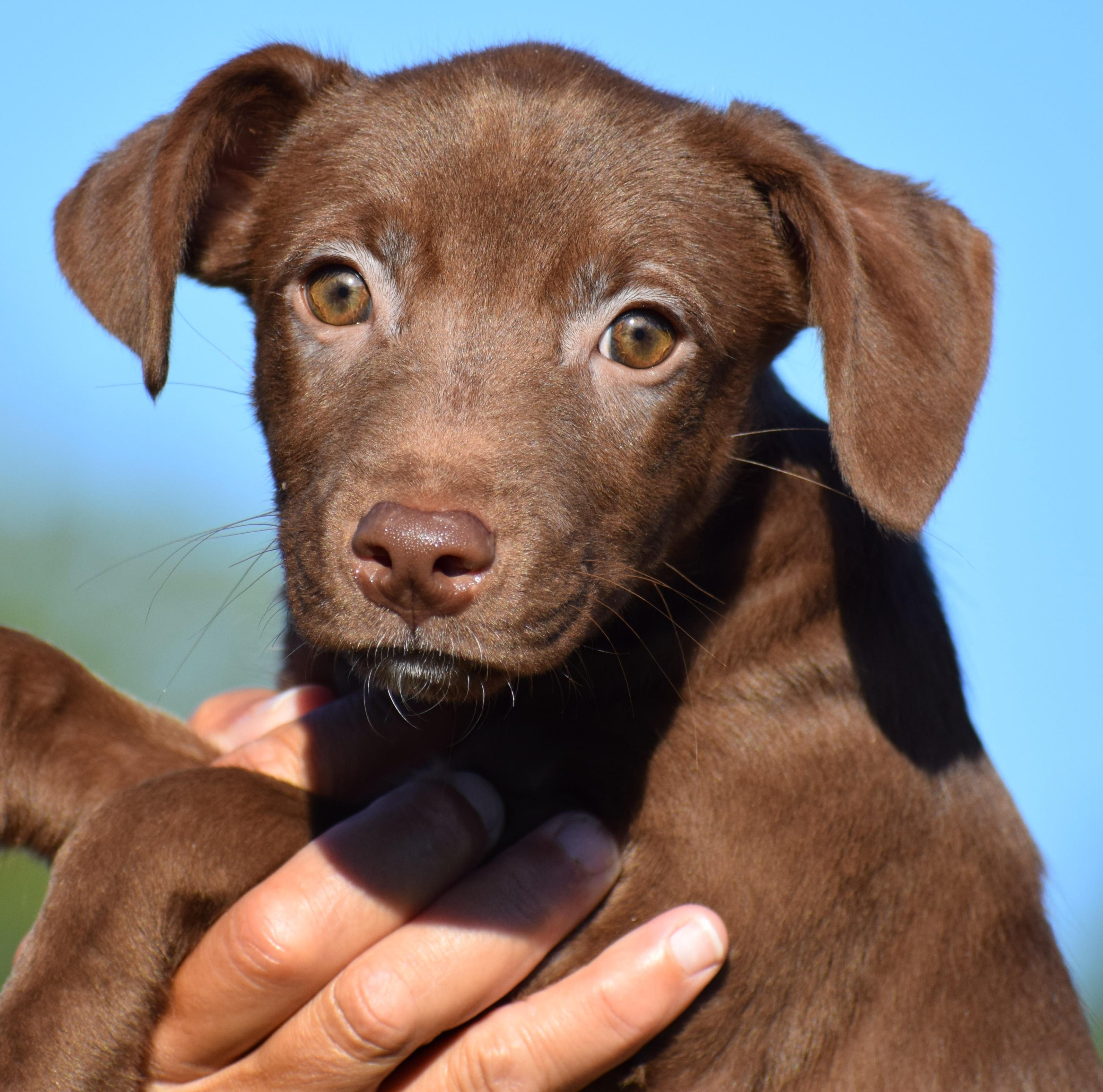 Enlarge Mona-Available www.lhar.dog to apply, a Adoptable mixed breed in Frederick, MD image 3/6
