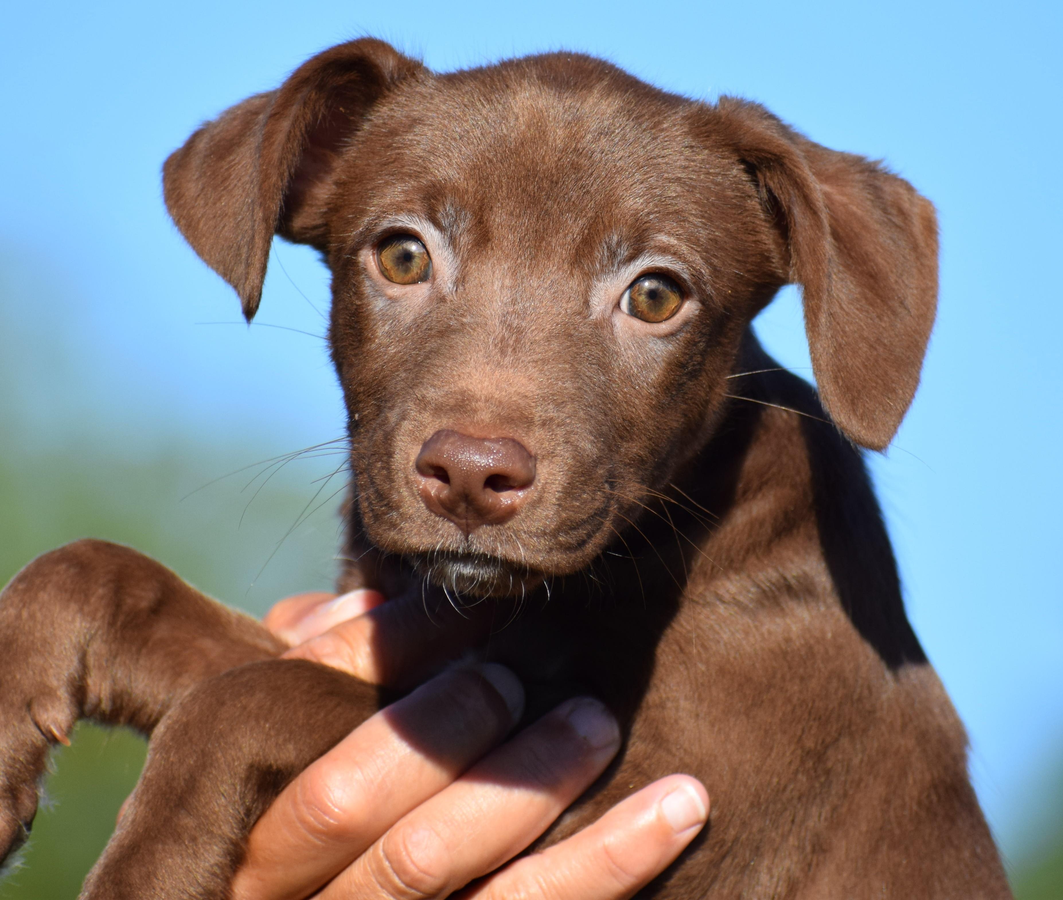 Enlarge Mona-Available www.lhar.dog to apply, a Adoptable mixed breed in Frederick, MD image 2/6