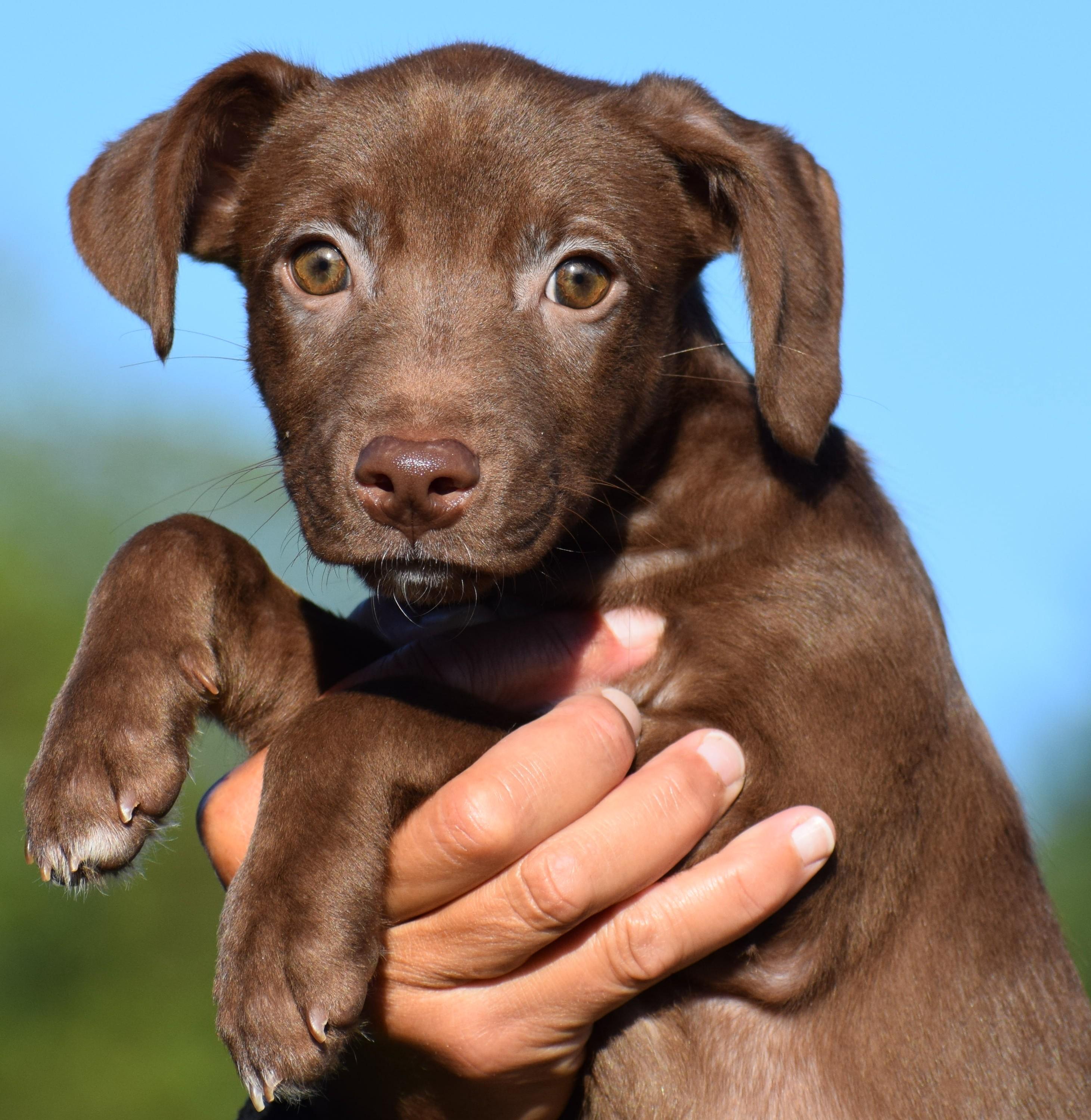 Enlarge Mona-Available www.lhar.dog to apply, a Adoptable mixed breed in Frederick, MD image 5/6