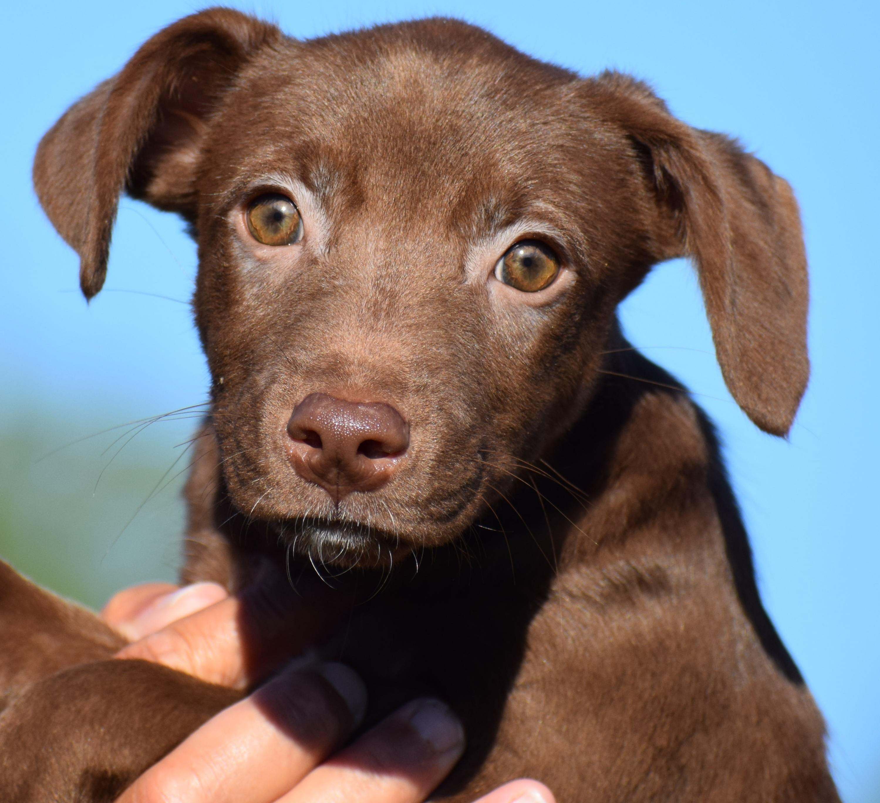 Mona-Available www.lhar.dog to apply, Adoptable, Puppy Female Wirehaired Terrier & Cattle Dog.