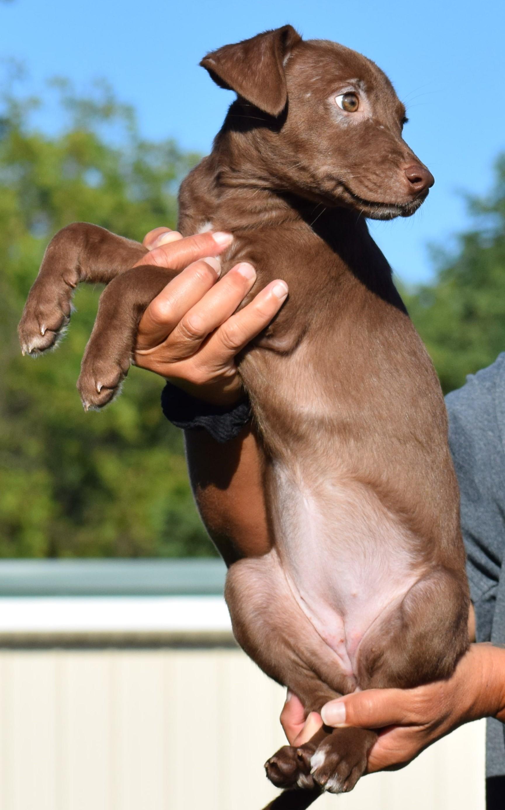 Enlarge Mona-Available www.lhar.dog to apply, a Adoptable mixed breed in Frederick, MD image 6/6