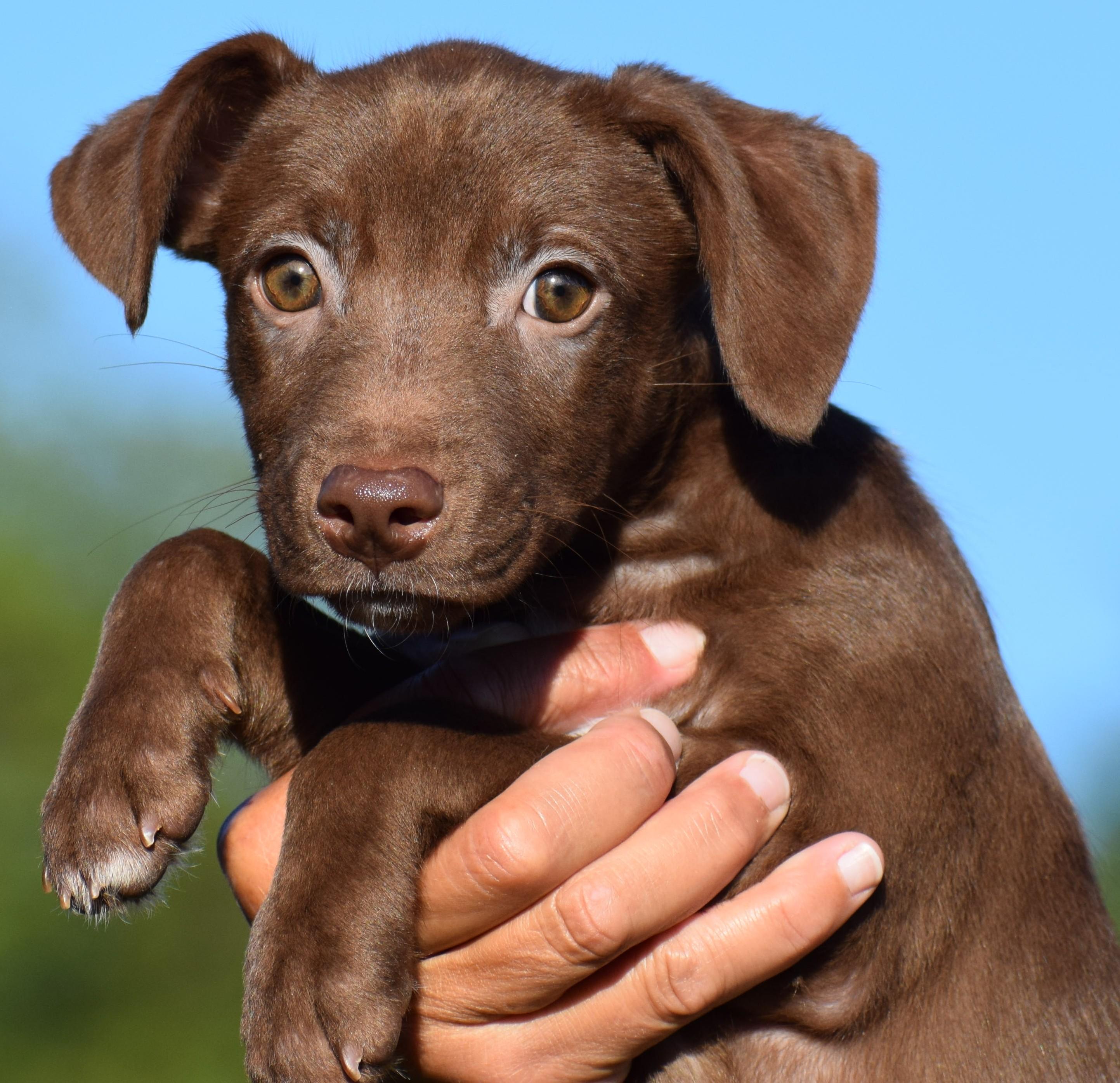 Enlarge Mona-Available www.lhar.dog to apply, a Adoptable mixed breed in Frederick, MD image 4/6