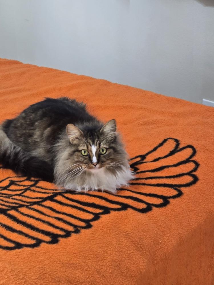 Zorro, Adoptable, Adult Male Domestic Medium Hair.