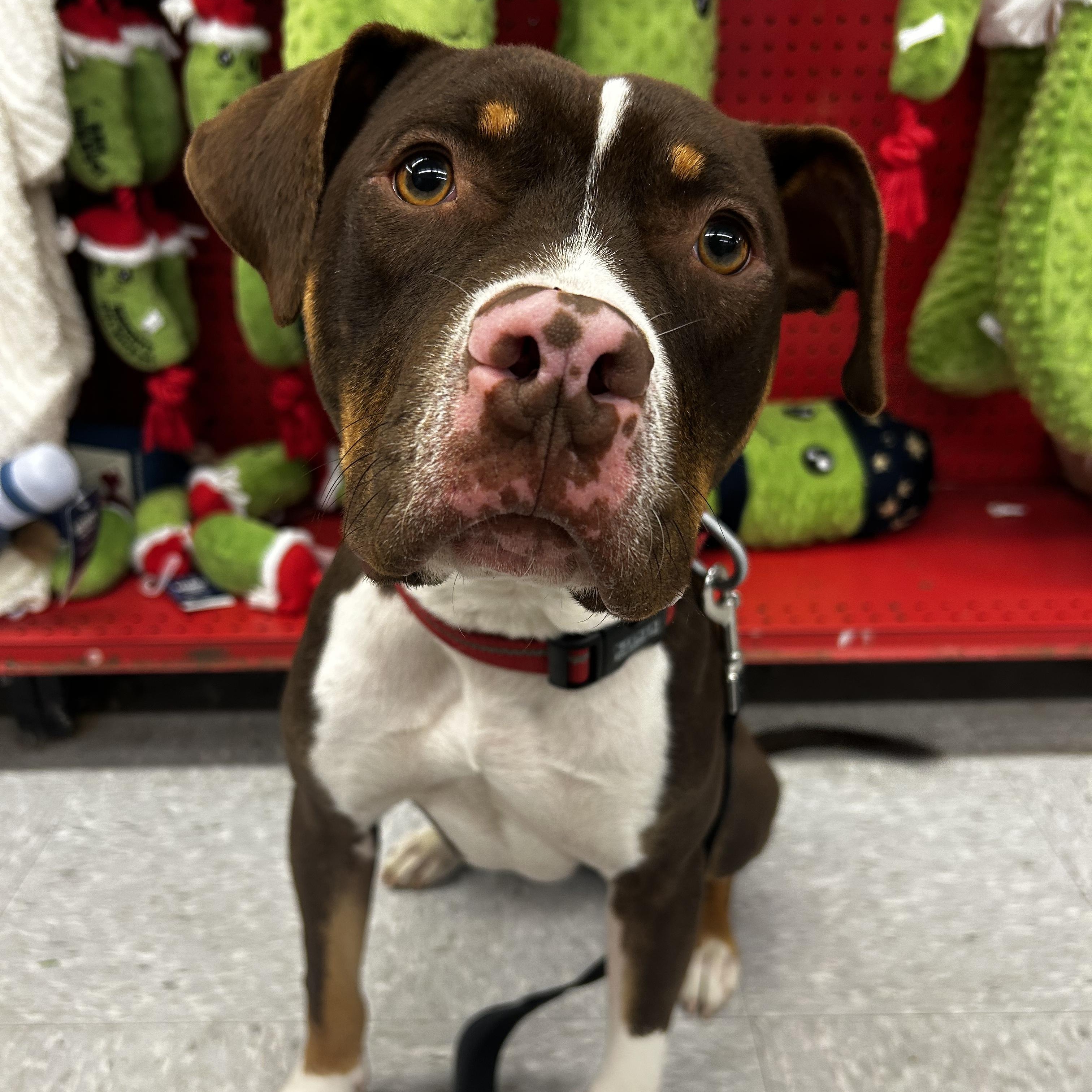 Waylon, a Adoptable mixed breed in Murphysboro, IL image 4/6