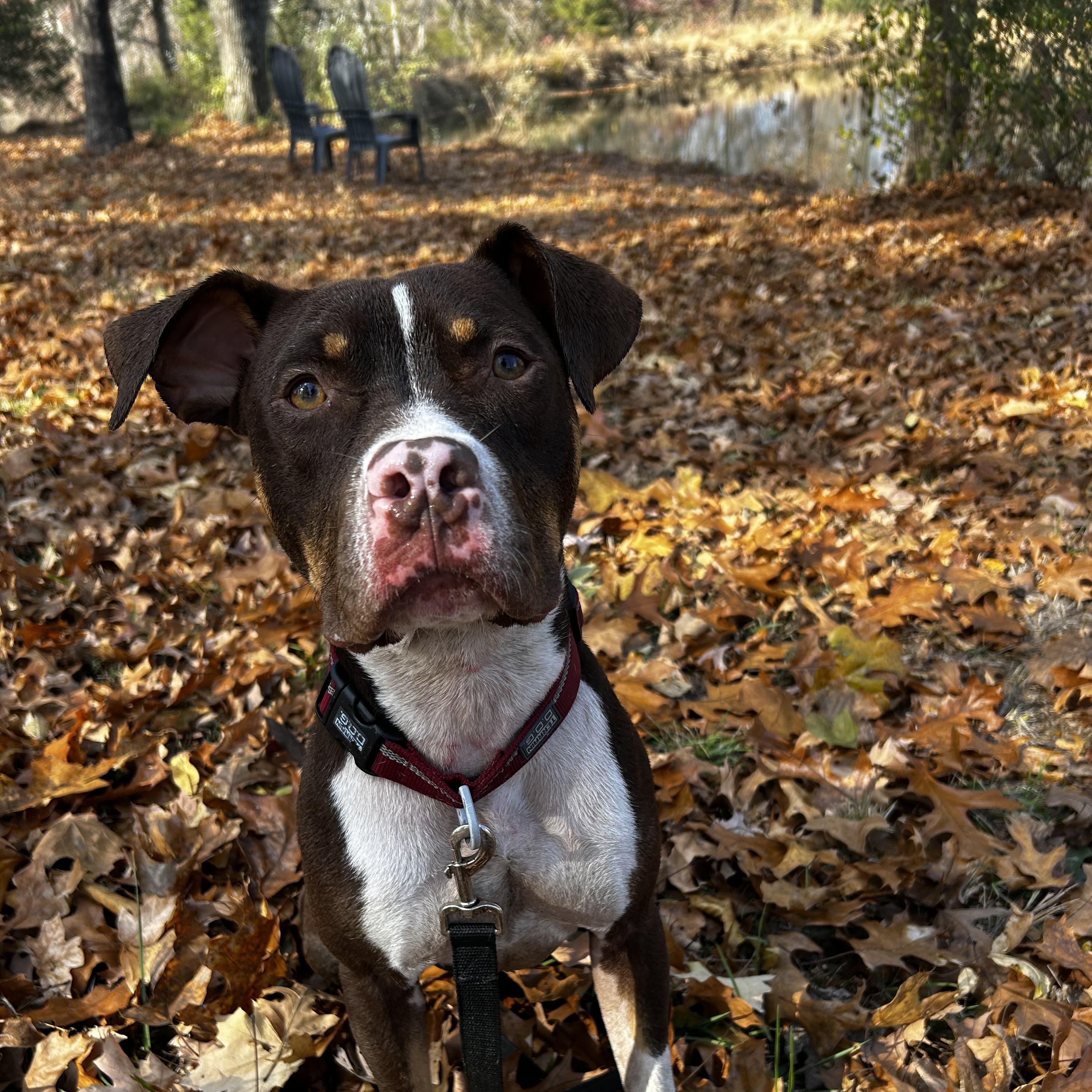 Waylon, a Adoptable mixed breed in Murphysboro, IL image 2/6
