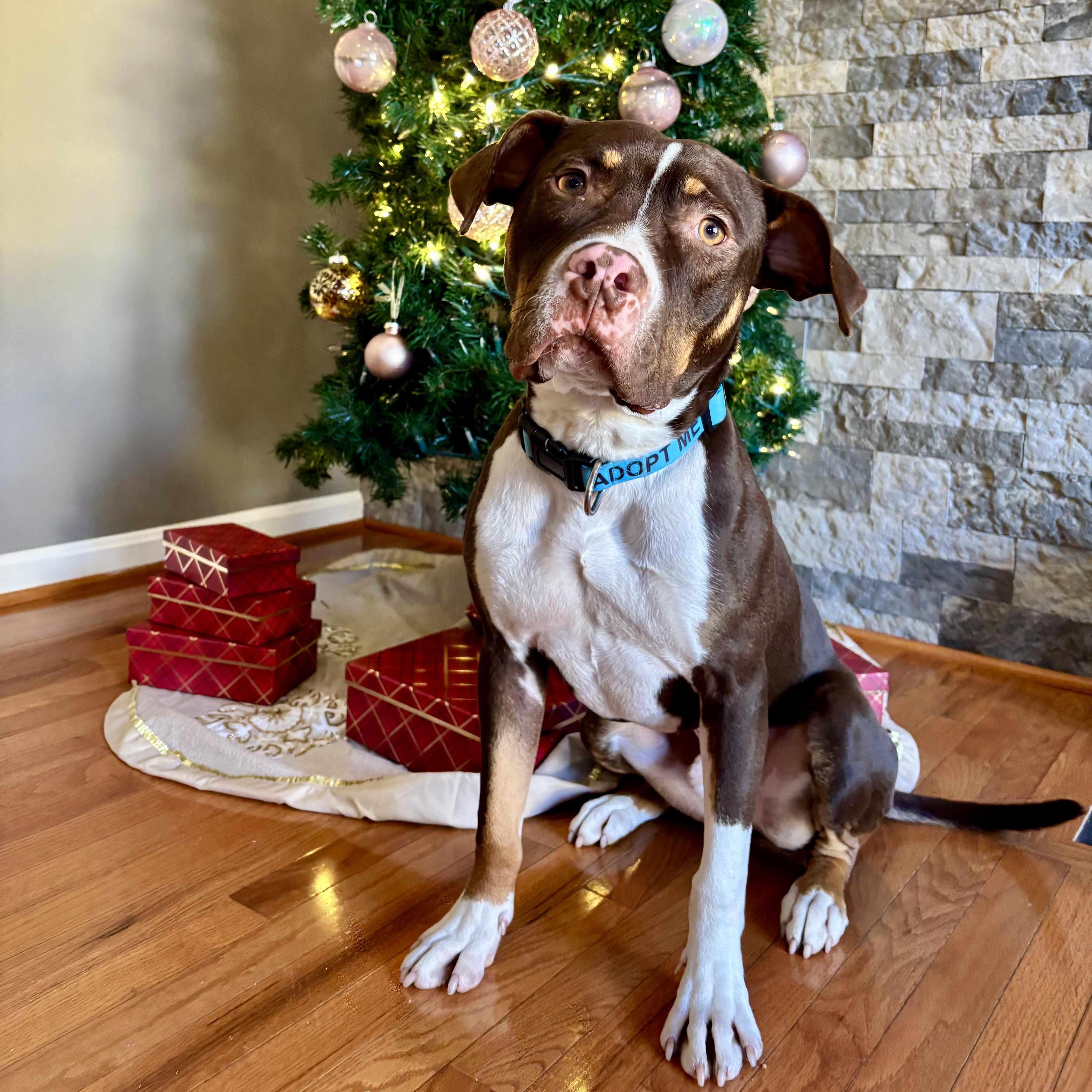 Waylon, Adoptable, Young Male Pit Bull Terrier.