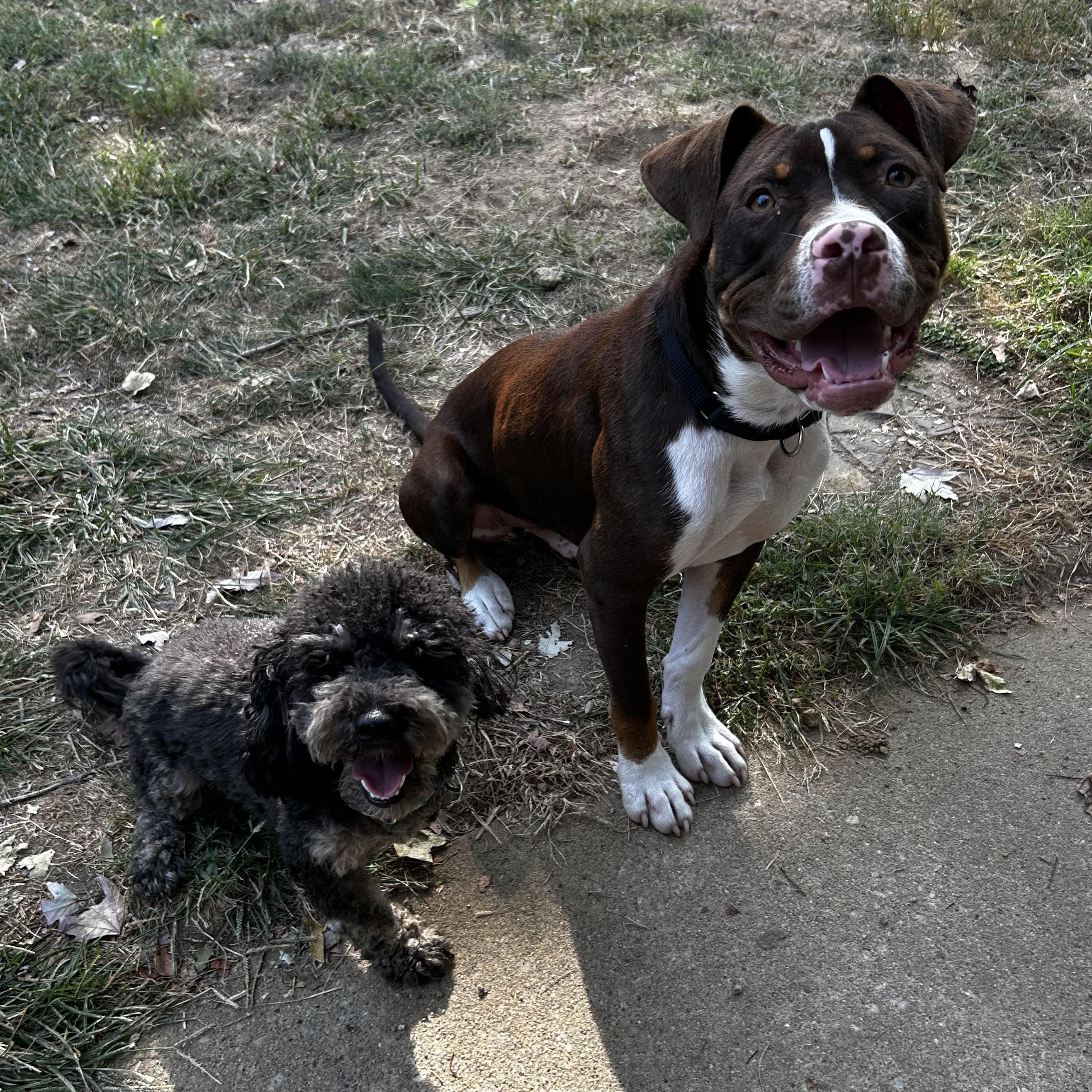 Waylon, a Adoptable mixed breed in Murphysboro, IL image 6/6