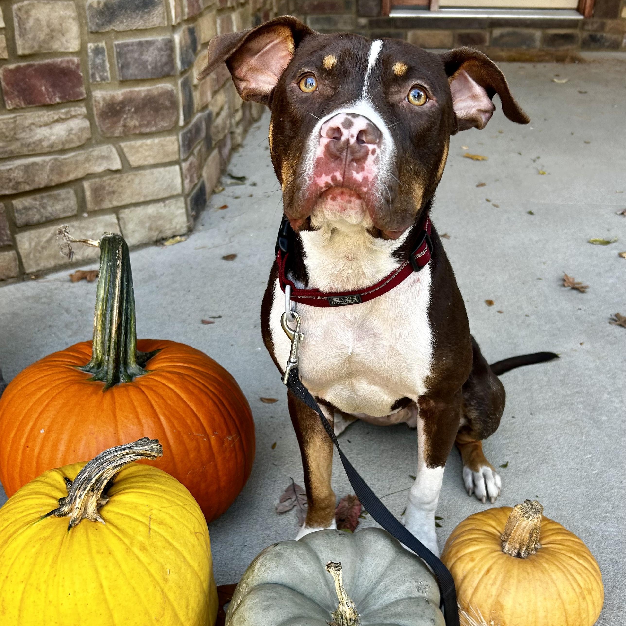 Waylon, a Adoptable mixed breed in Murphysboro, IL image 1/6