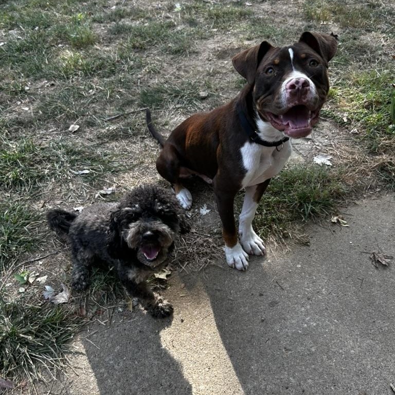 Enlarge Waylon, an adopted mixed breed in Murphysboro, IL image 6/6