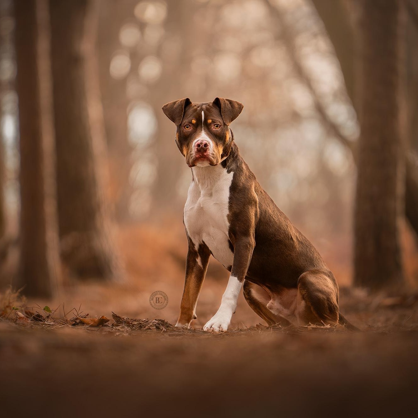 Waylon, Adoptable, Young Male Pit Bull Terrier.