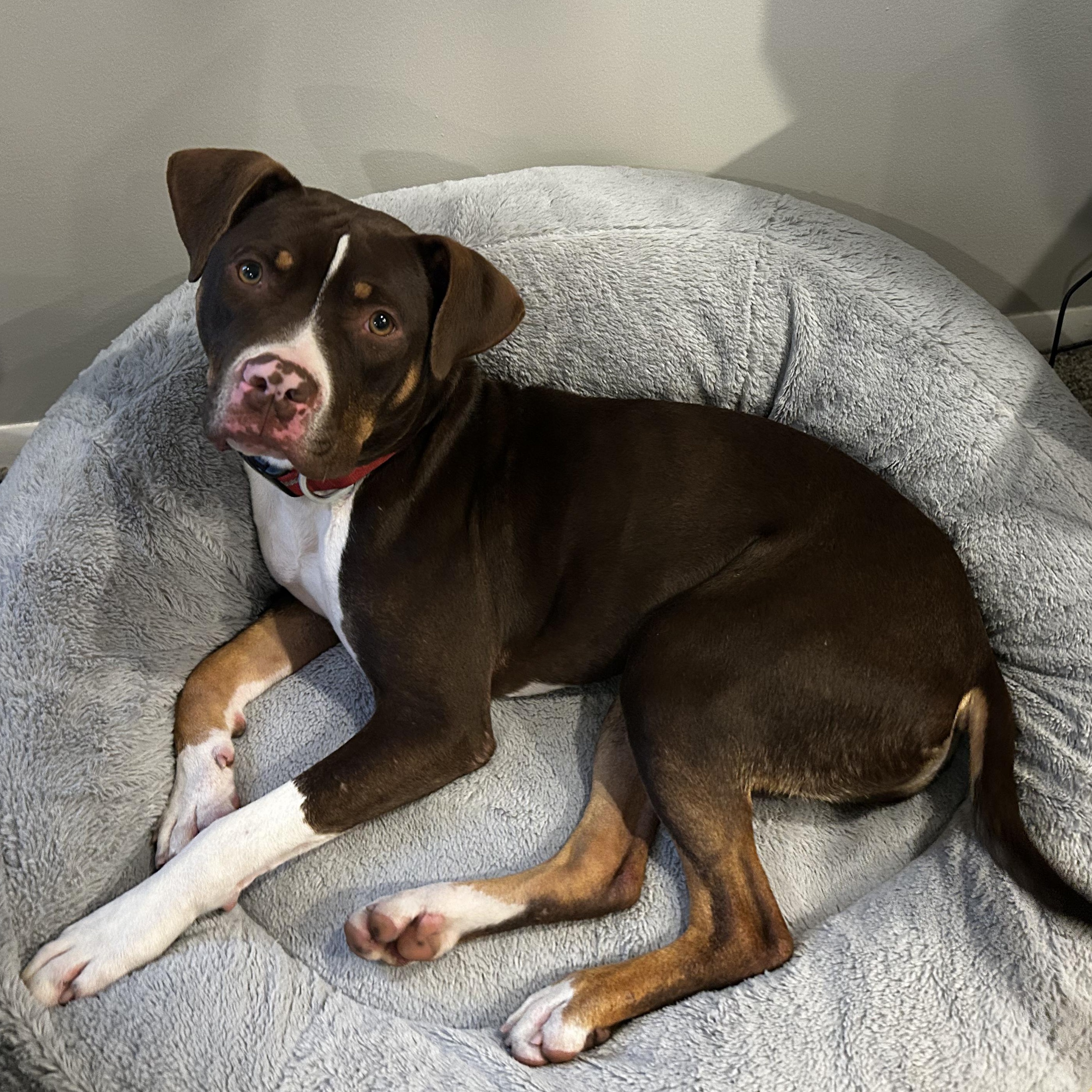 Waylon, a Adoptable mixed breed in Murphysboro, IL image 5/6